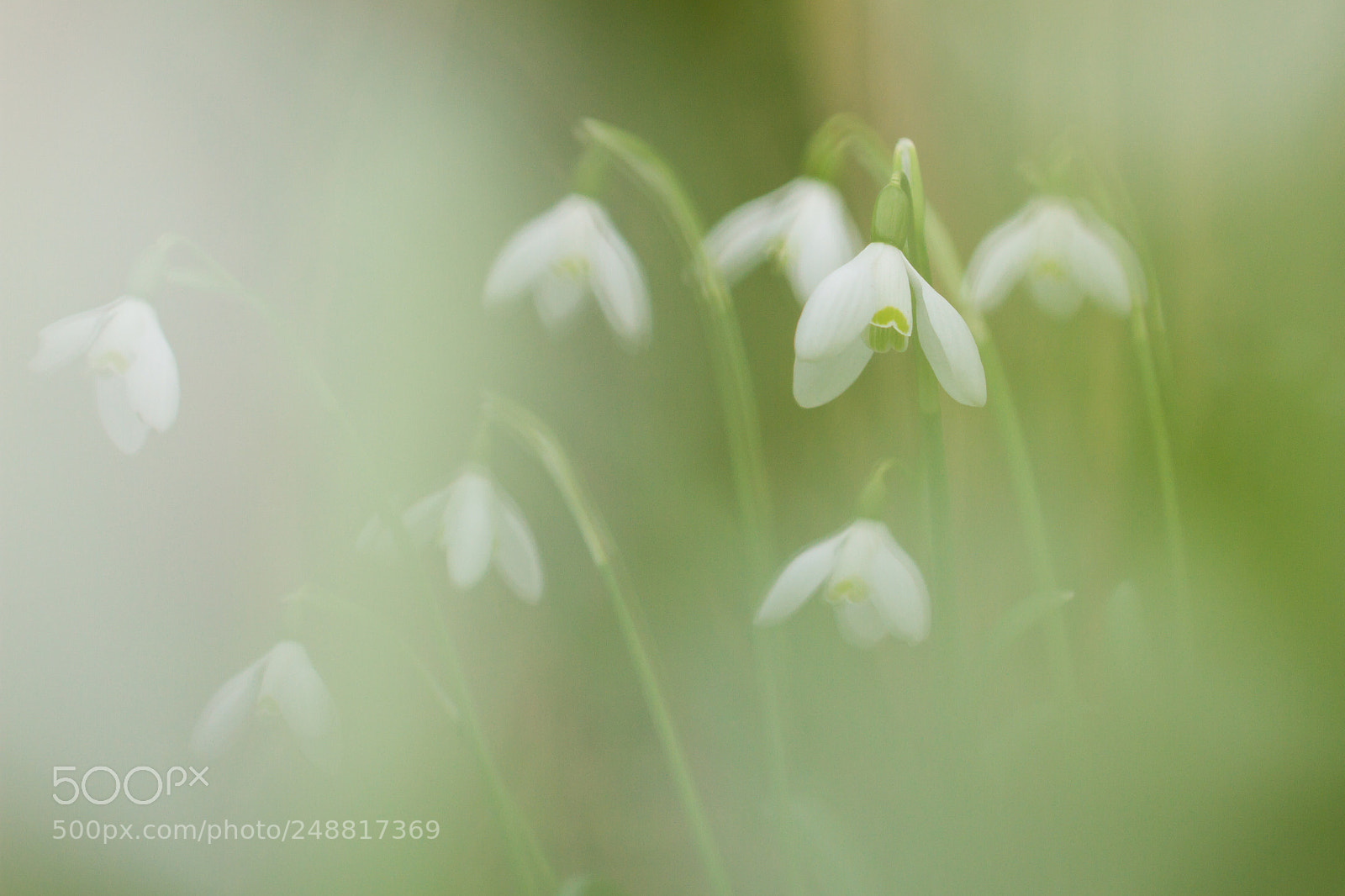 Canon EOS 7D sample photo. Snowdrops and friends photography