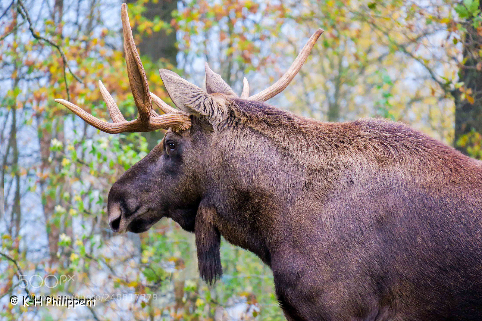Canon PowerShot G3 X sample photo. Hofgeismar germany animal park photography
