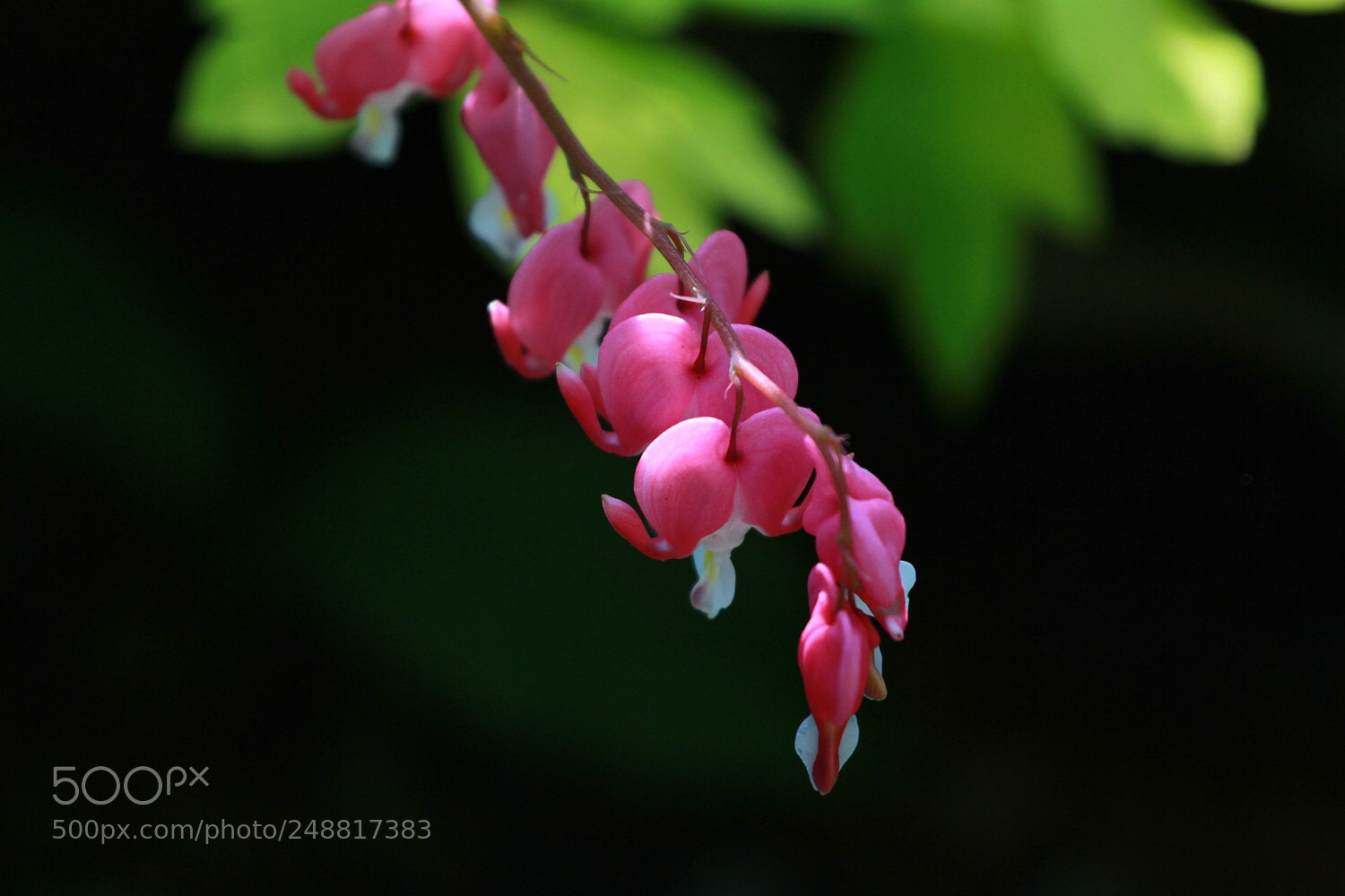 Canon EOS 7D sample photo. Spring flower photography