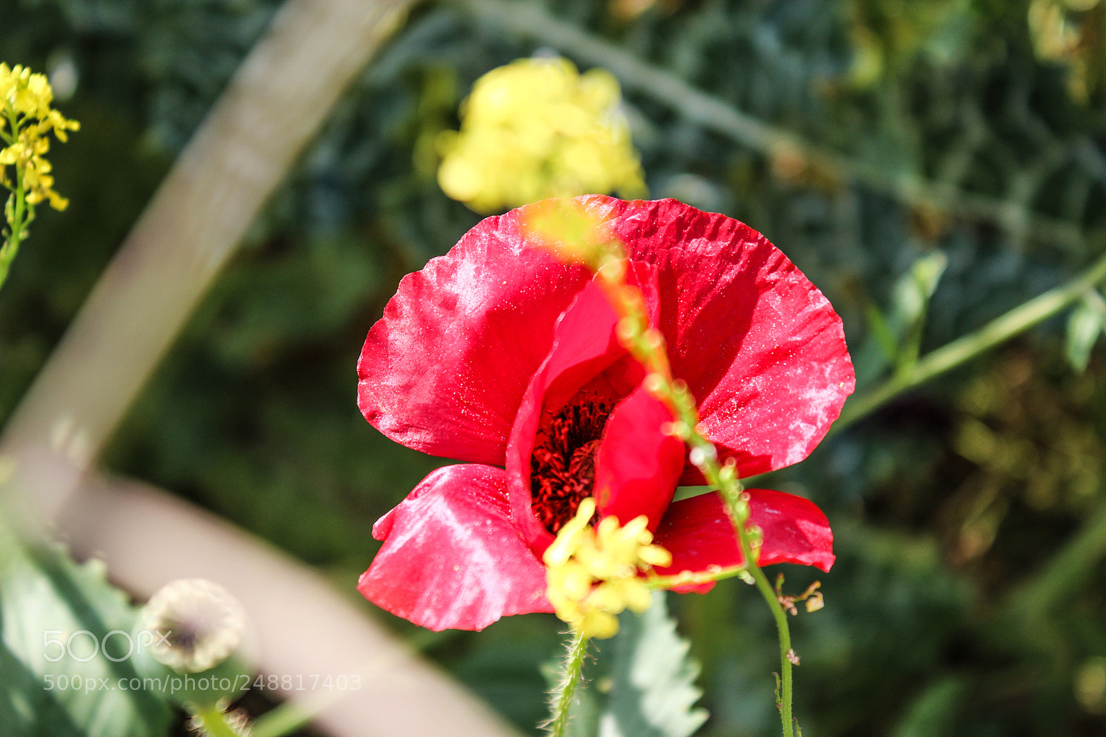 Canon EOS 600D (Rebel EOS T3i / EOS Kiss X5) sample photo. Beautiful flowers photography