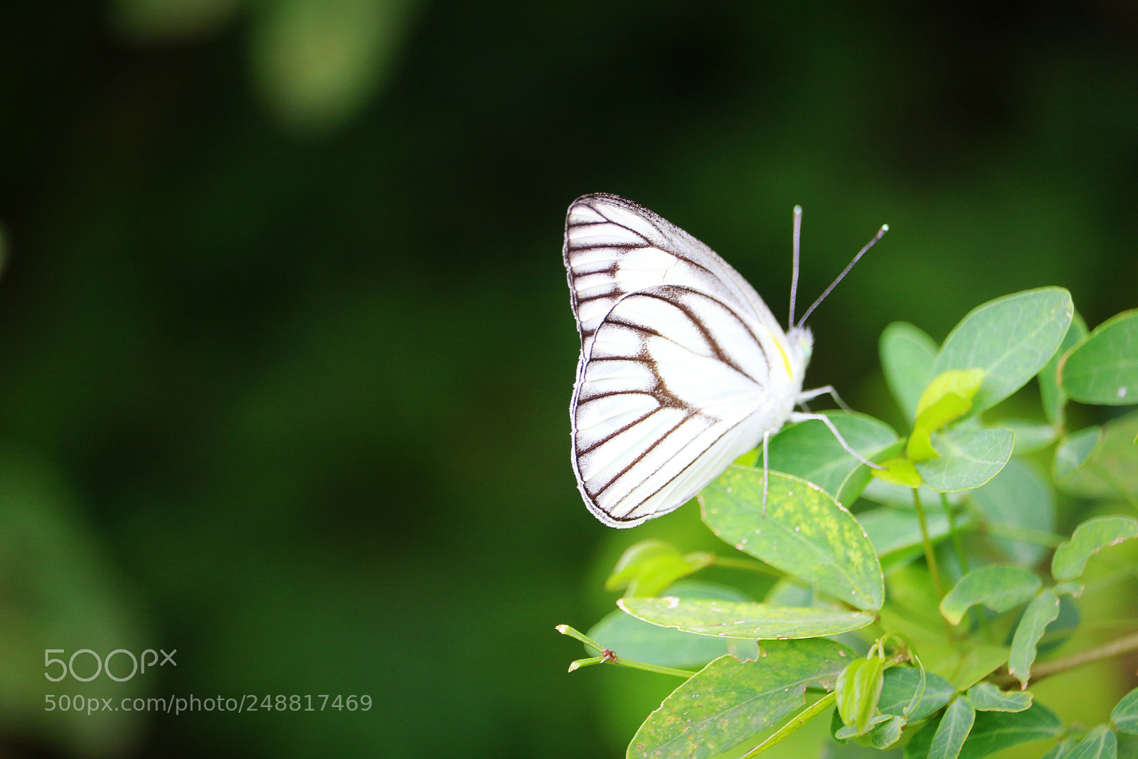 Canon EOS 760D (EOS Rebel T6s / EOS 8000D) sample photo. Untitled photography