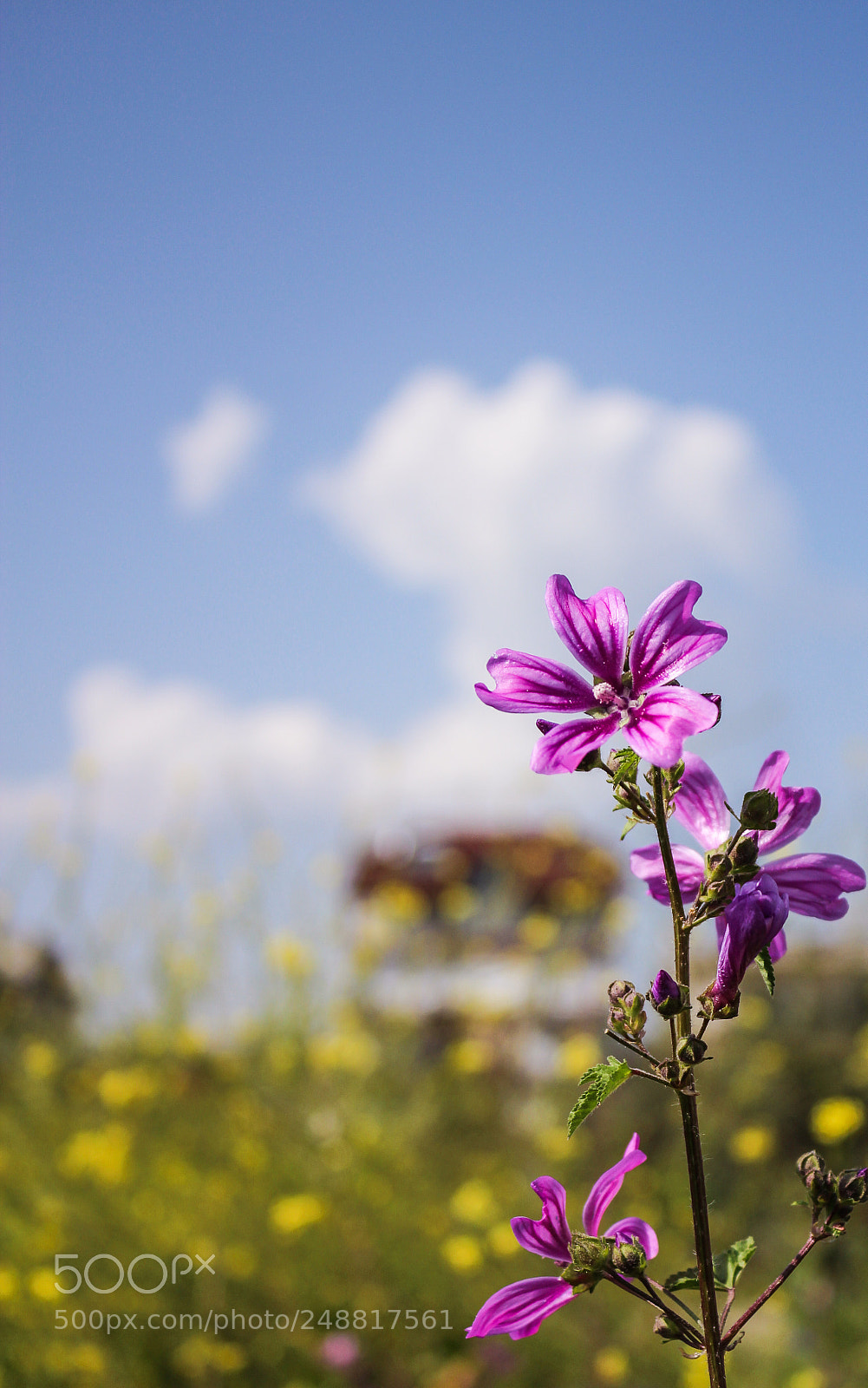 Canon EOS 600D (Rebel EOS T3i / EOS Kiss X5) sample photo. Colorful flowers photography
