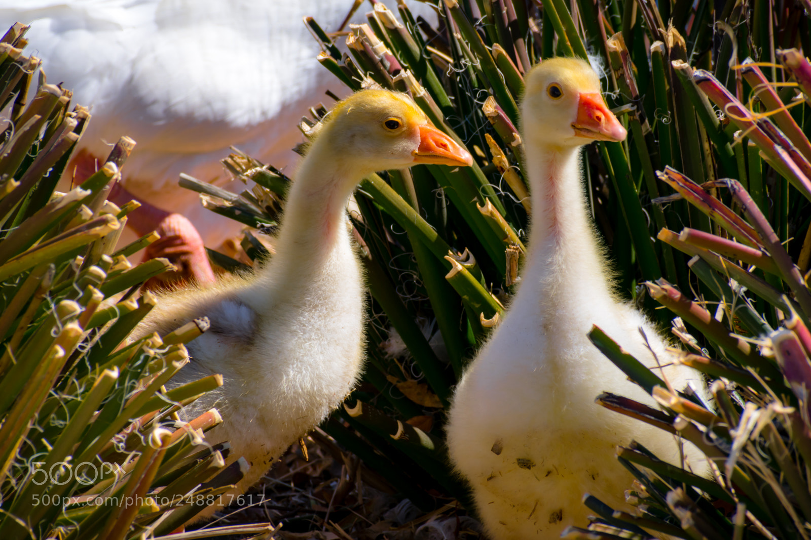 Nikon D3400 sample photo. Twin goslings photography