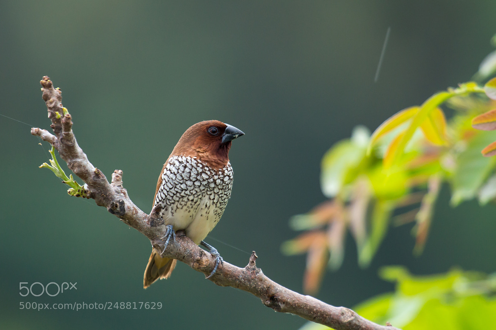 Canon EOS 650D (EOS Rebel T4i / EOS Kiss X6i) sample photo. Scaly breasted munia photography