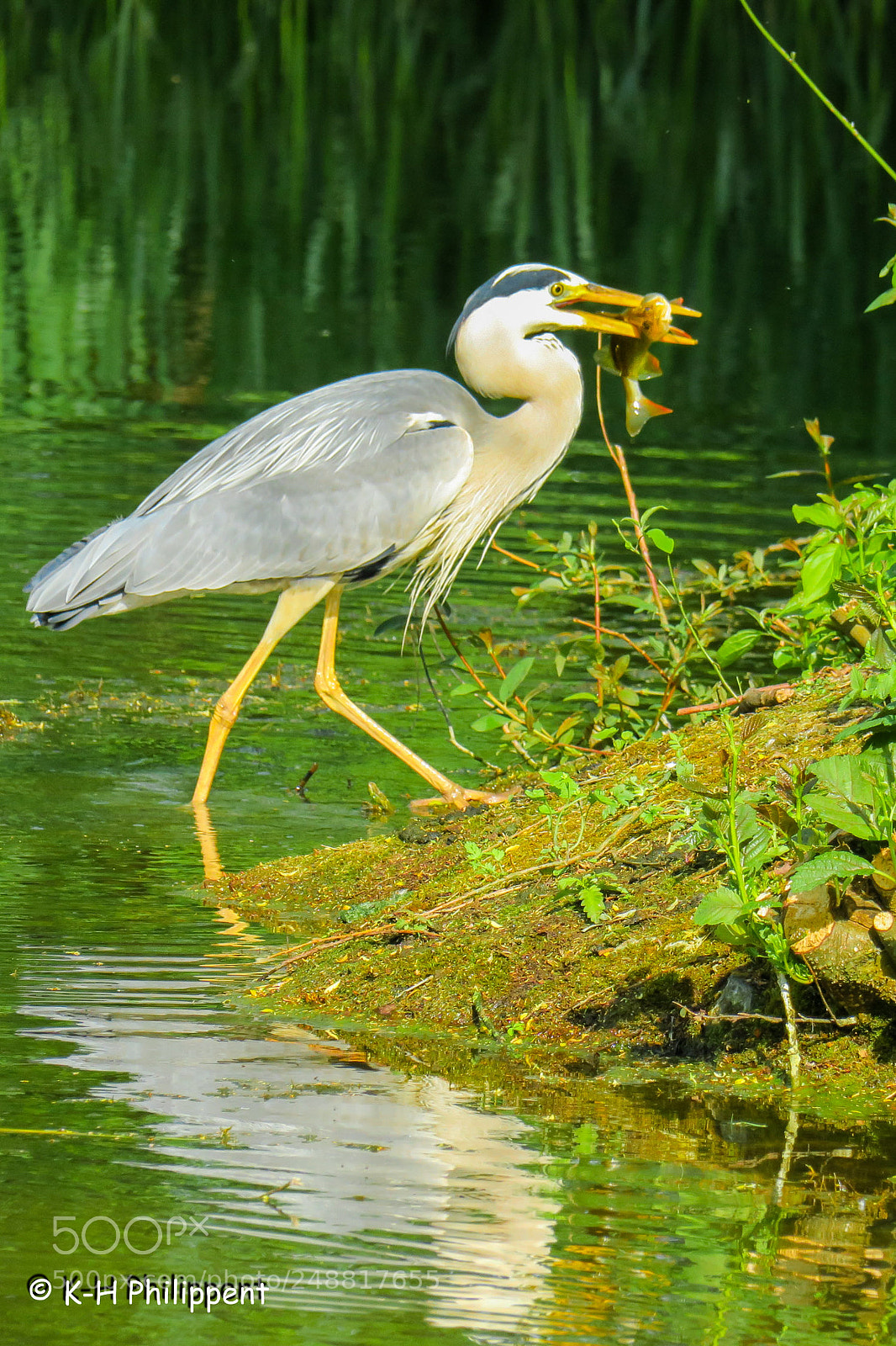 Canon PowerShot G3 X sample photo. Vellmar germany , ahnepark photography