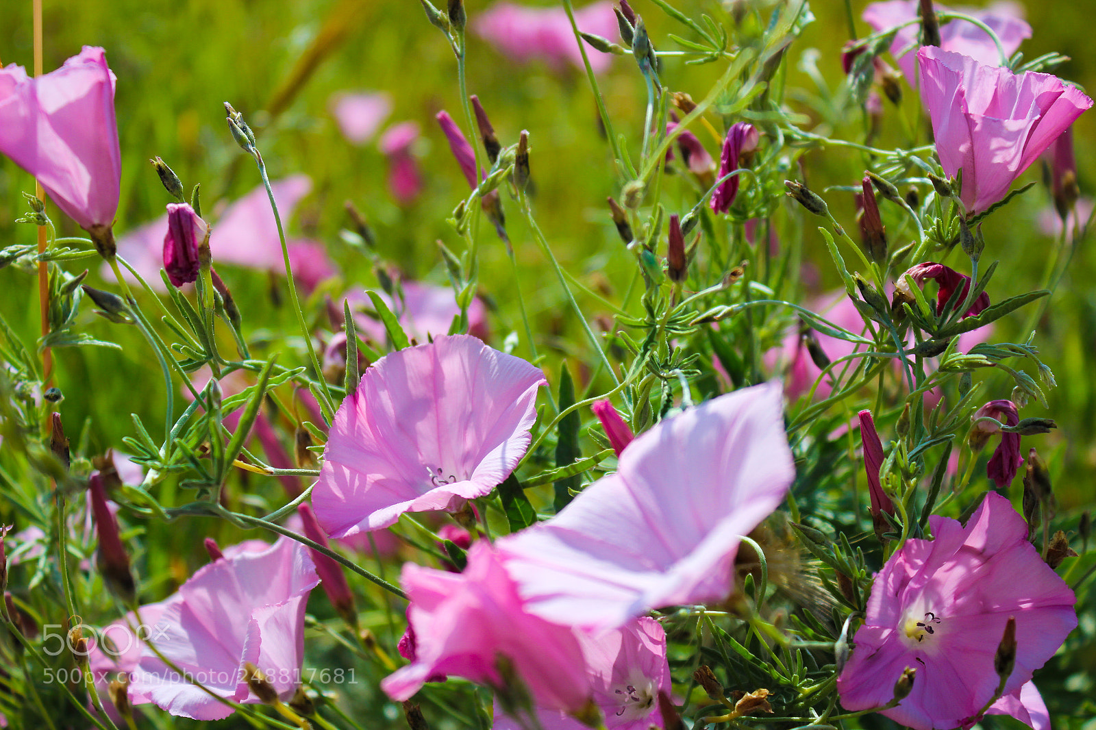 Canon EOS 600D (Rebel EOS T3i / EOS Kiss X5) sample photo. Colorful flowers photography