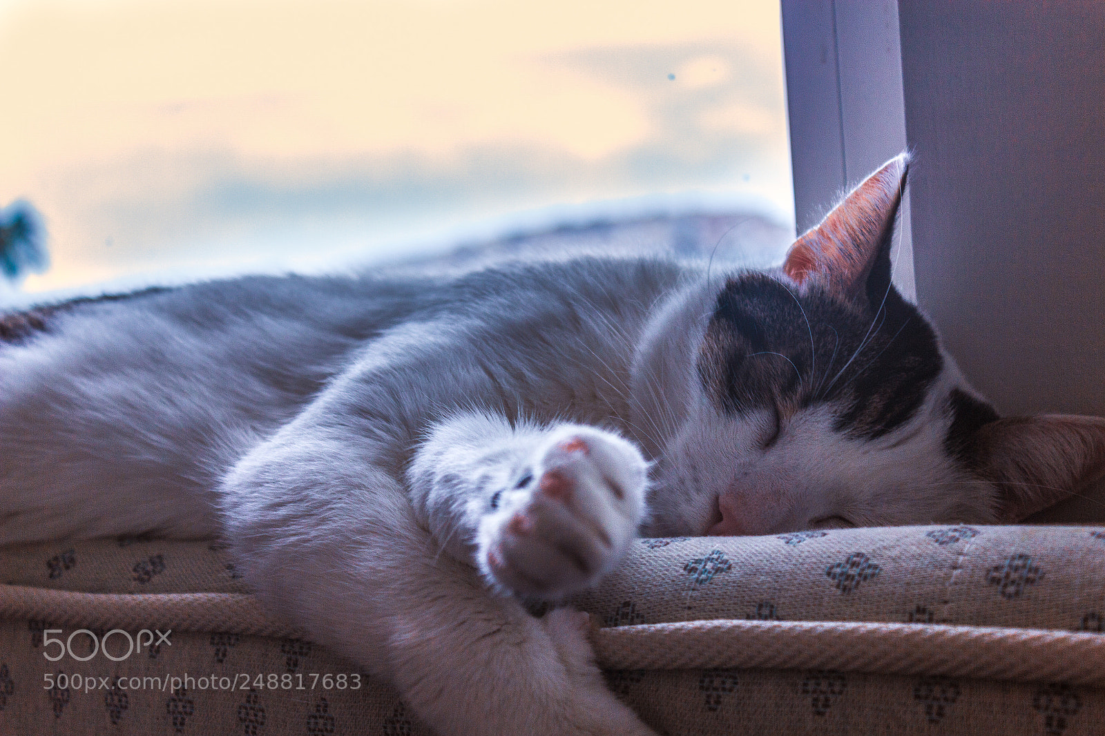 Canon EOS 600D (Rebel EOS T3i / EOS Kiss X5) sample photo. My cat sleeping photography