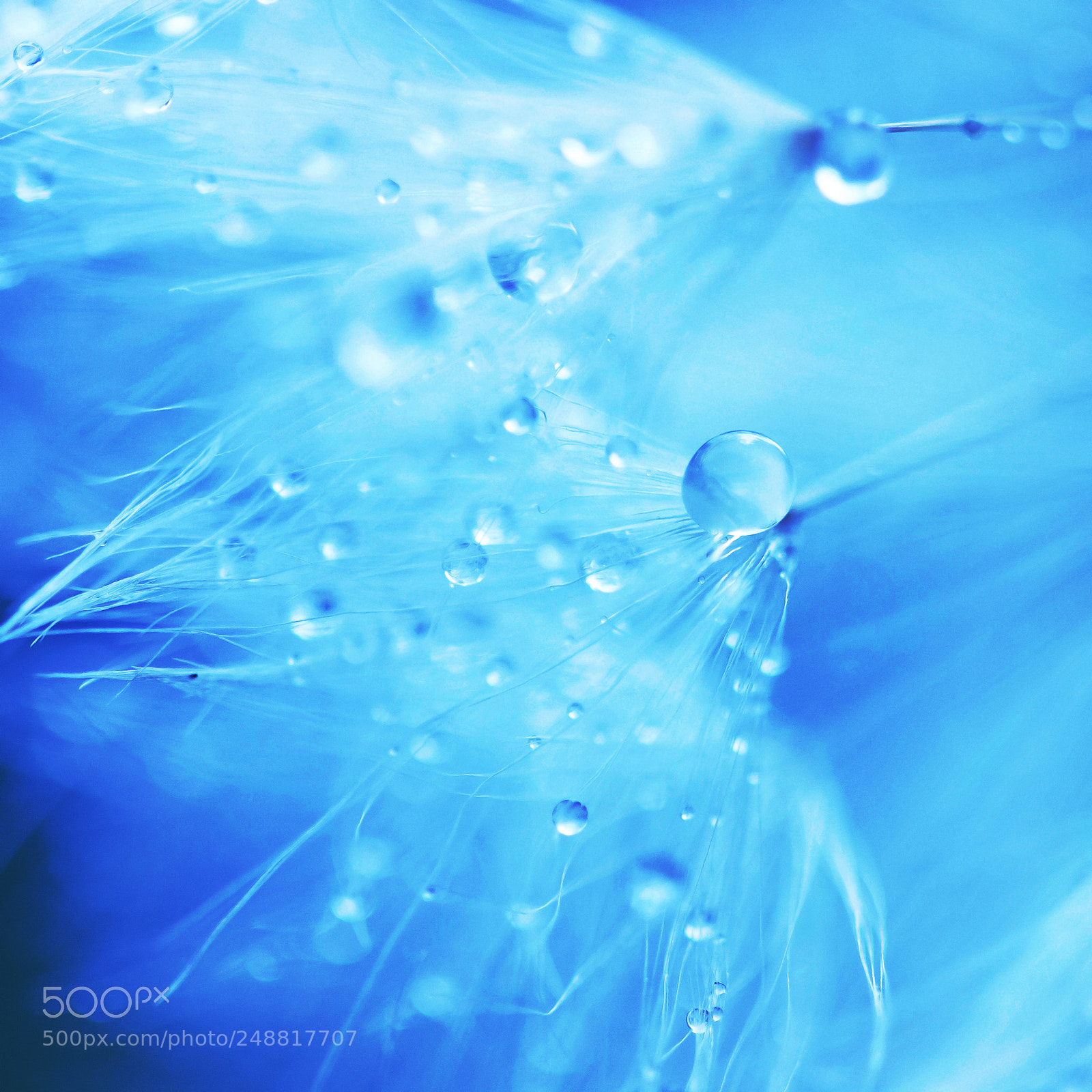 Canon EOS 600D (Rebel EOS T3i / EOS Kiss X5) sample photo. A poem from rain photography