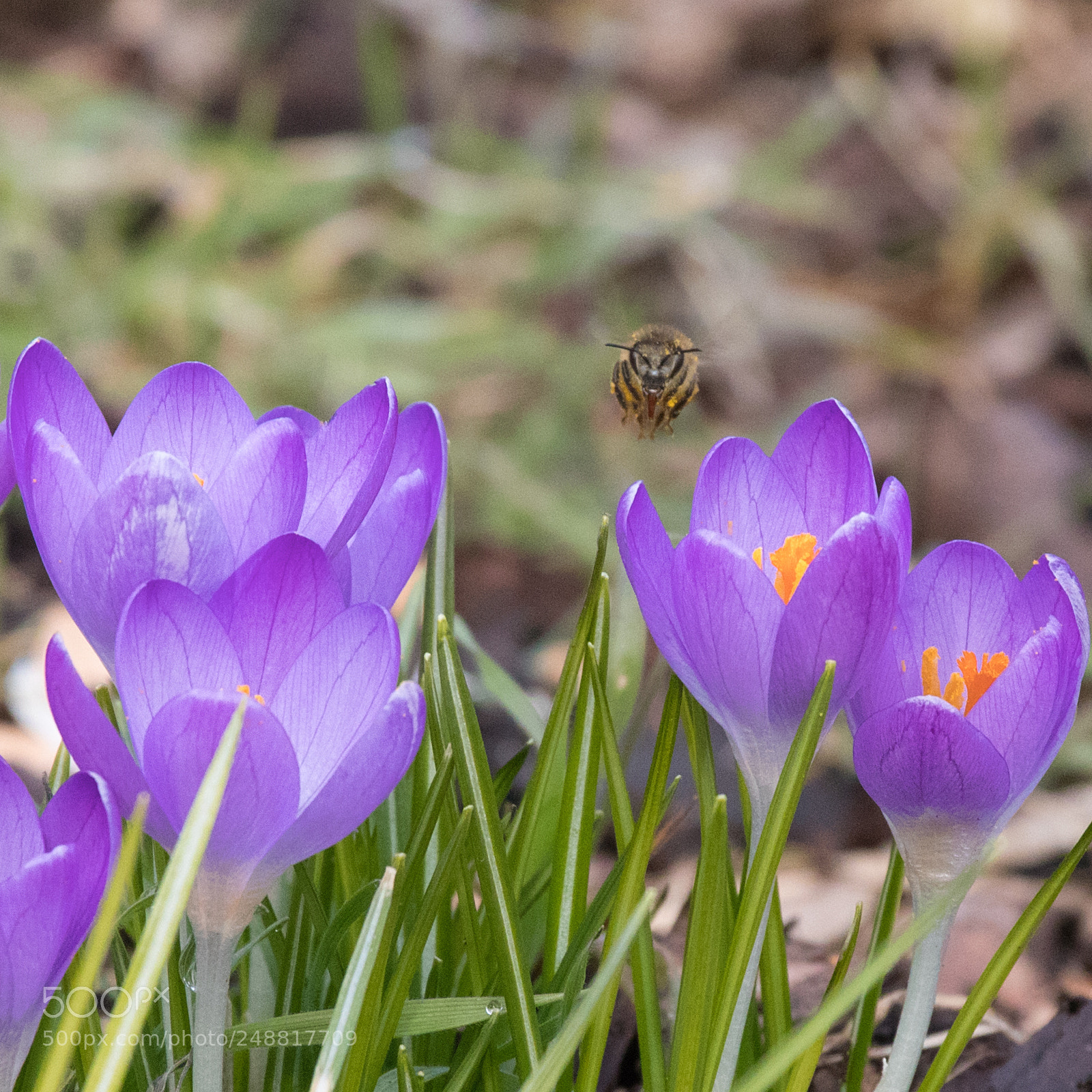 Canon EOS 80D sample photo. Frühling! photography