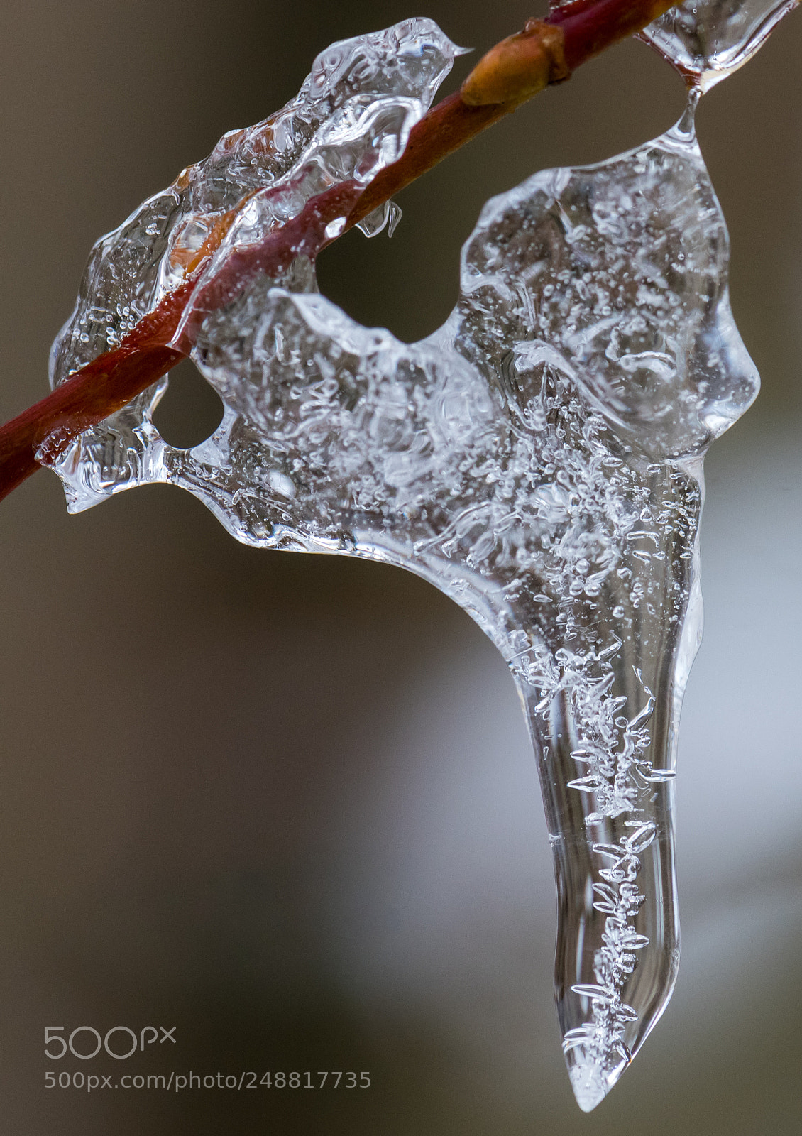Nikon D810 sample photo. "africa" photography