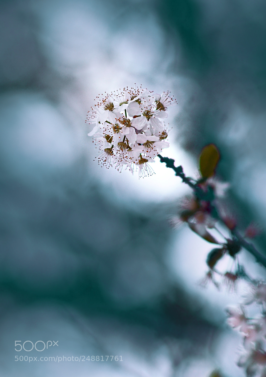 Nikon D610 sample photo. Flower photography