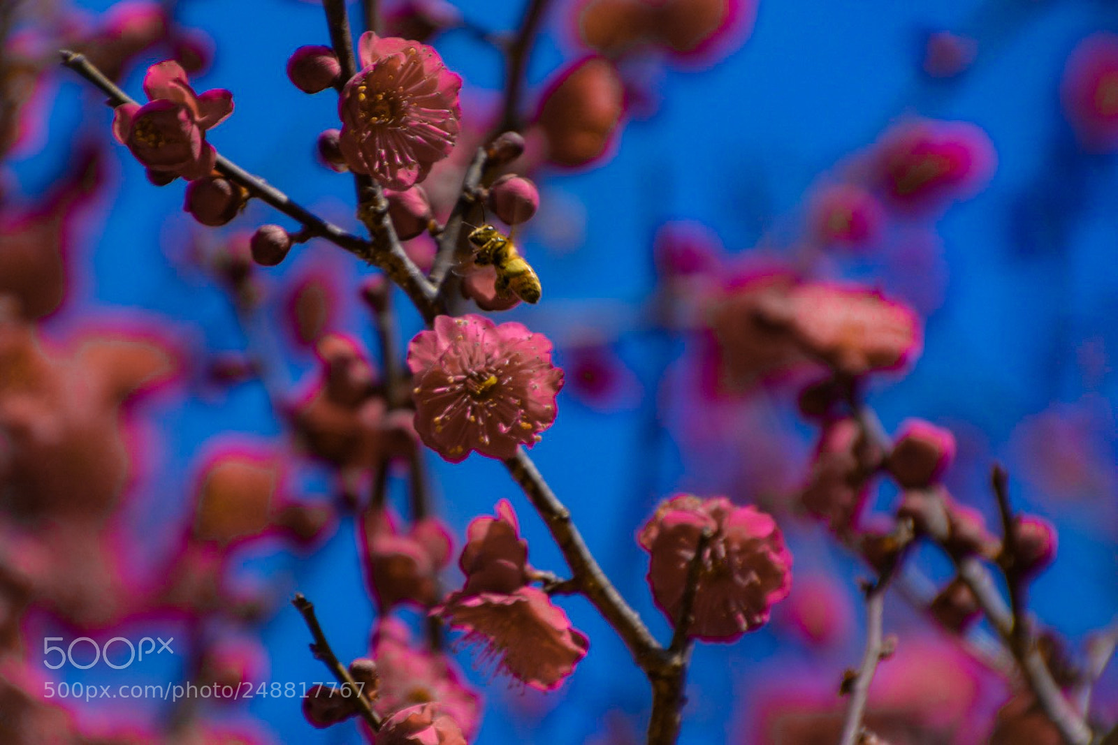 Nikon D7100 sample photo. Red japanese apricot blossoms,bee photography