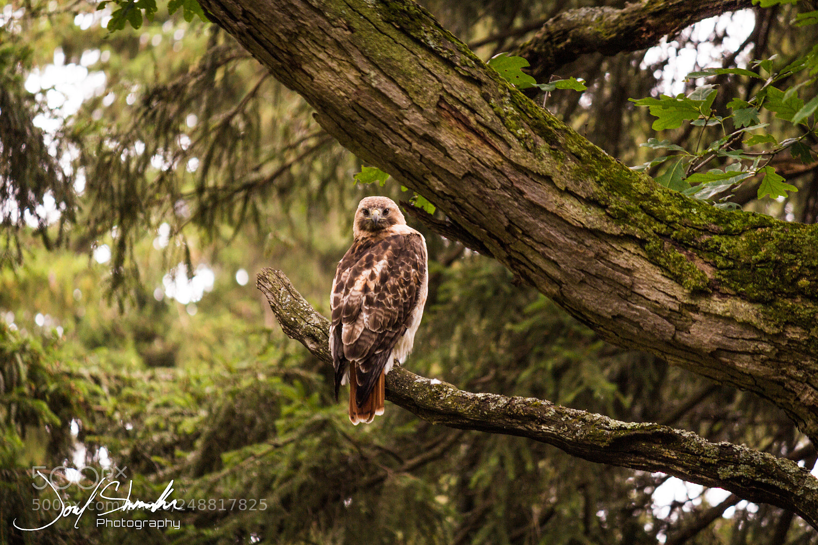 Canon EOS 600D (Rebel EOS T3i / EOS Kiss X5) sample photo. Hawk perch photography