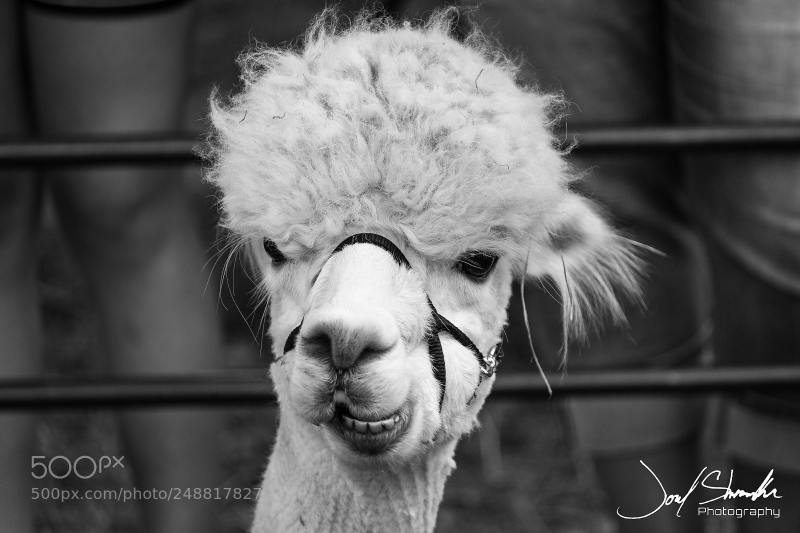 Canon EOS 600D (Rebel EOS T3i / EOS Kiss X5) sample photo. Llama chew photography