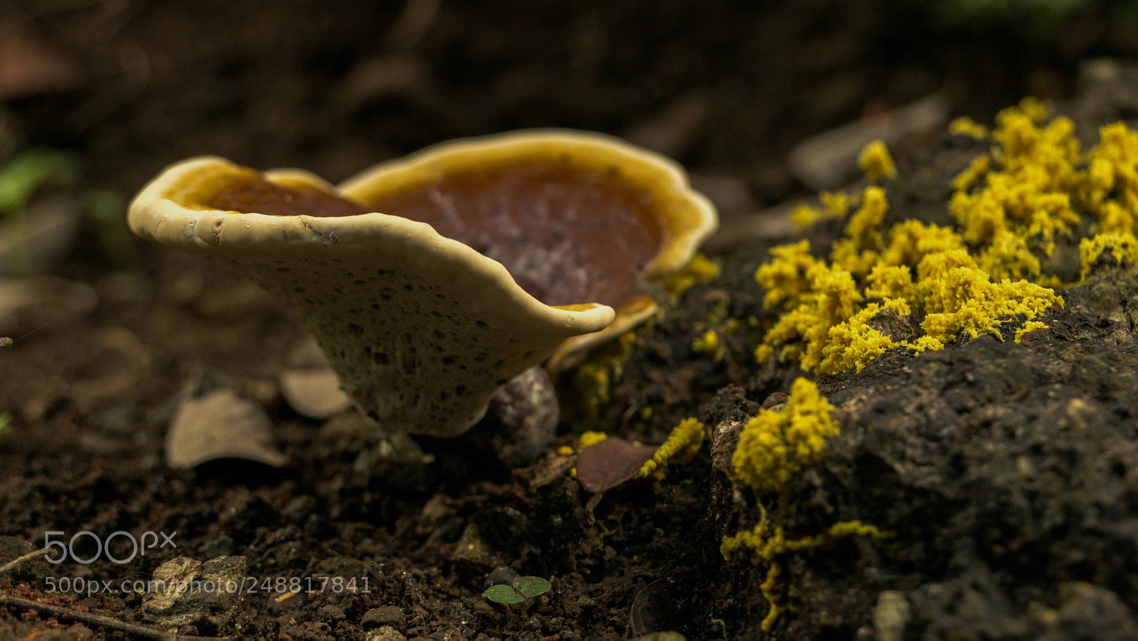 Sony a6000 sample photo. Yellow small mushroom world photography