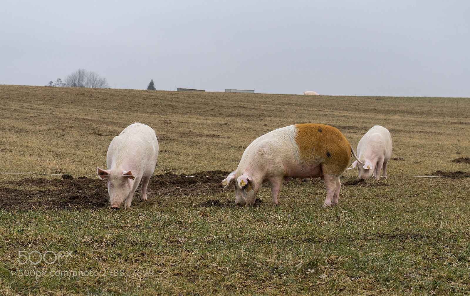 Sony a7 sample photo. Happy pigs photography
