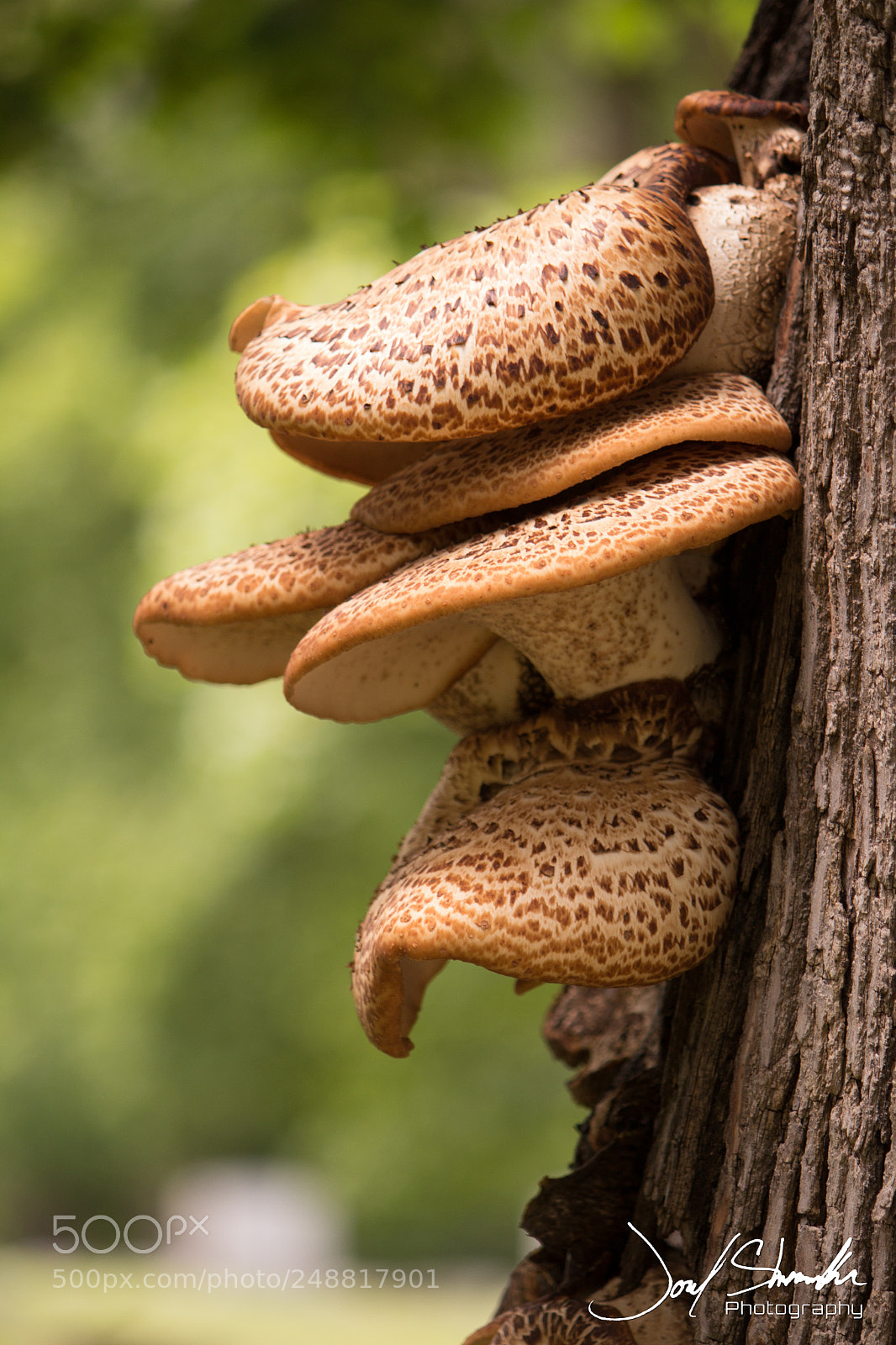 Canon EOS 600D (Rebel EOS T3i / EOS Kiss X5) sample photo. Mushroom cluster photography