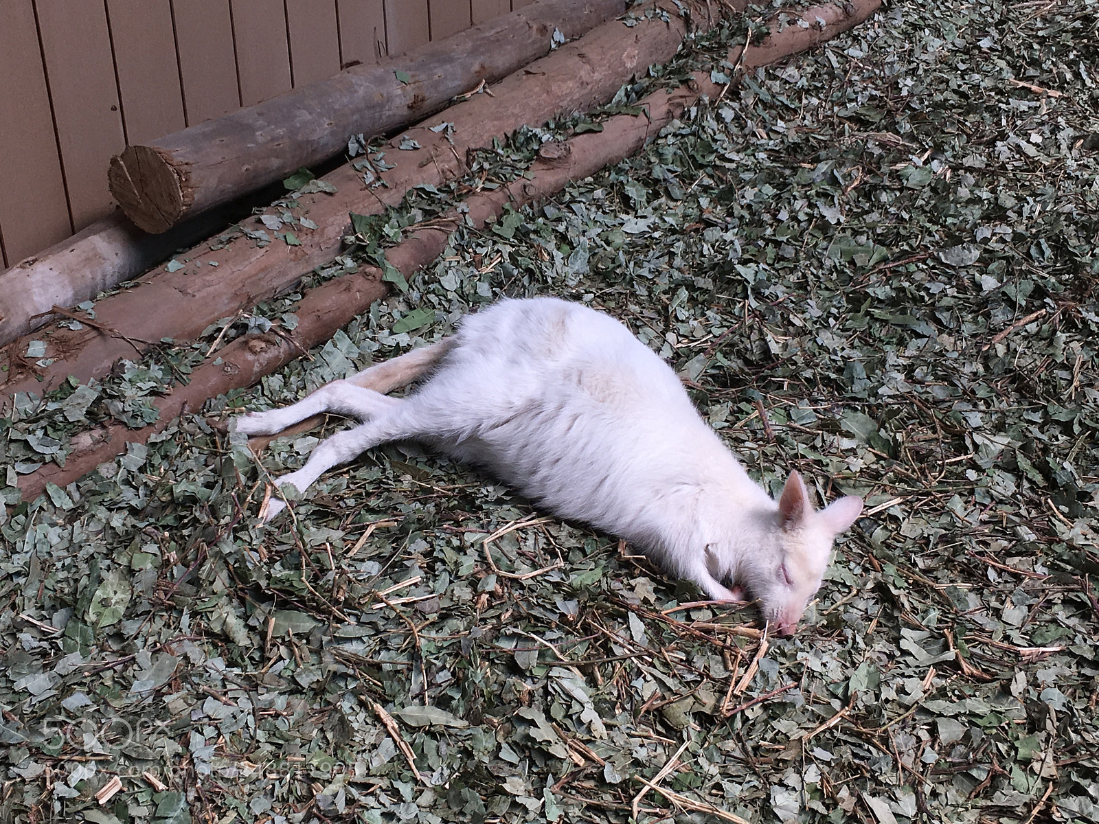 Apple iPhone 6s sample photo. 20180310 - sleeping i photography