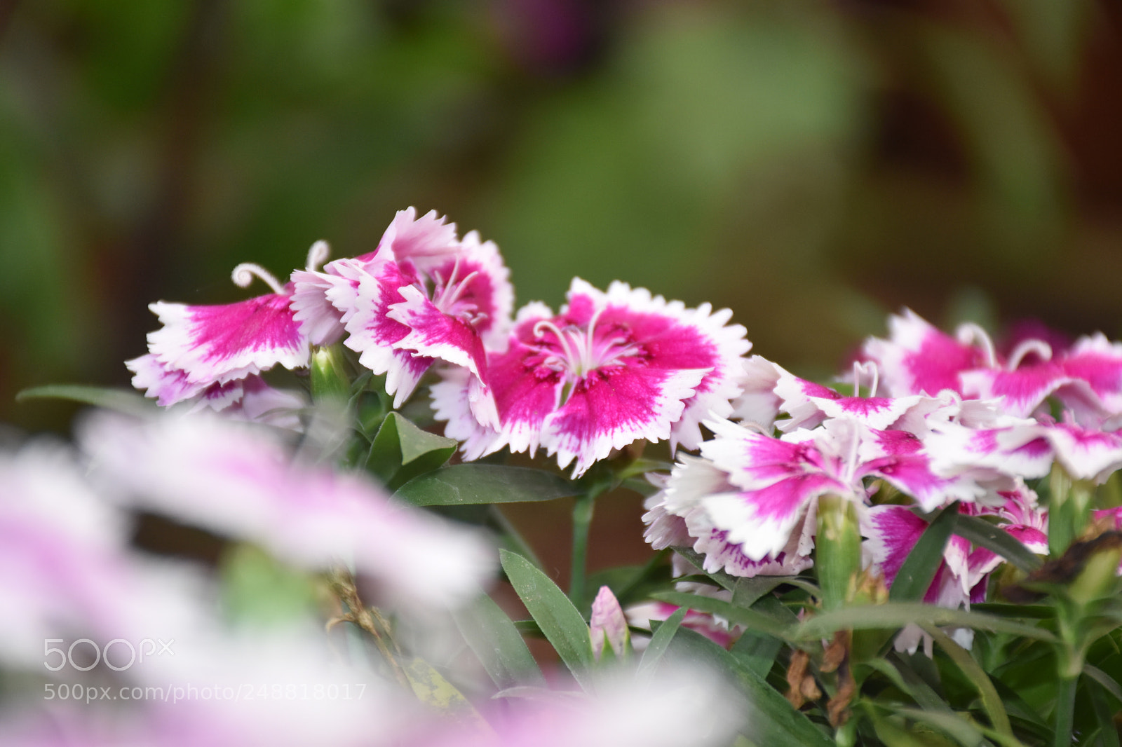 Nikon D5600 sample photo. Rose garden munnar photography