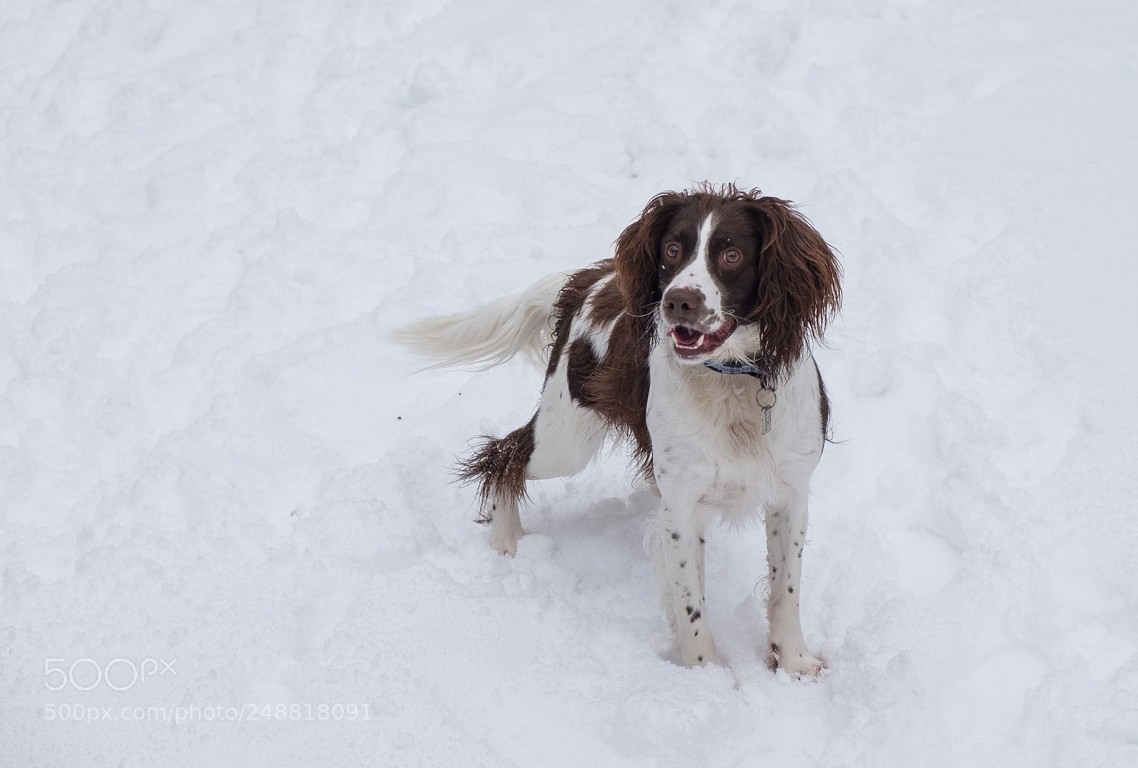 Fujifilm X-T1 sample photo. Ghyllie in the snow photography