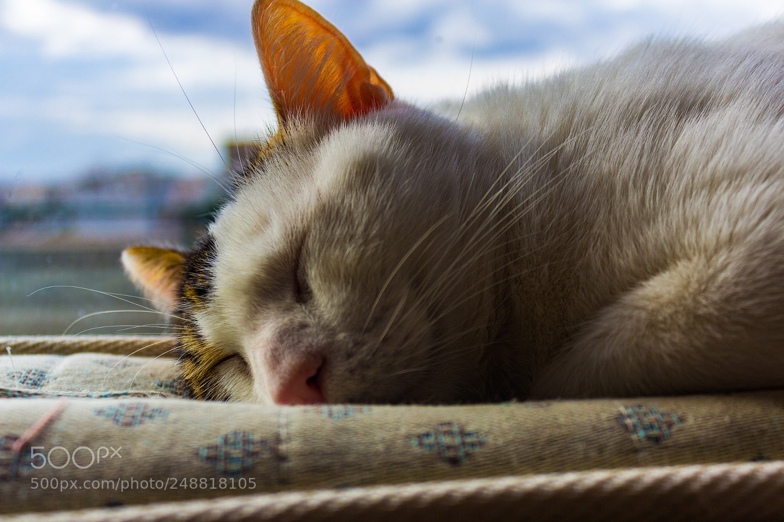 Canon EOS 600D (Rebel EOS T3i / EOS Kiss X5) sample photo. My cat sleeping photography