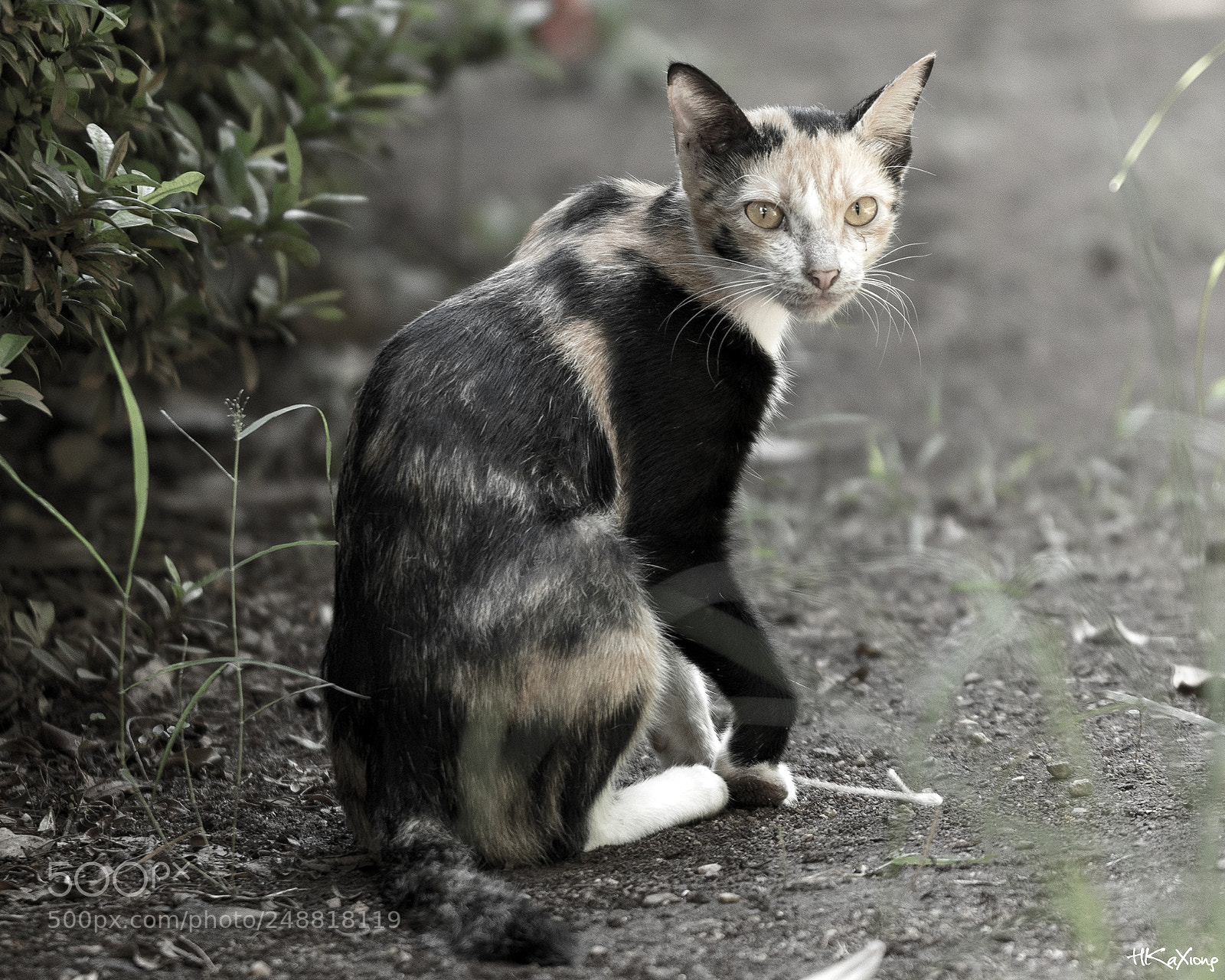 Canon EOS 7D Mark II sample photo. A emaciated stray cat photography