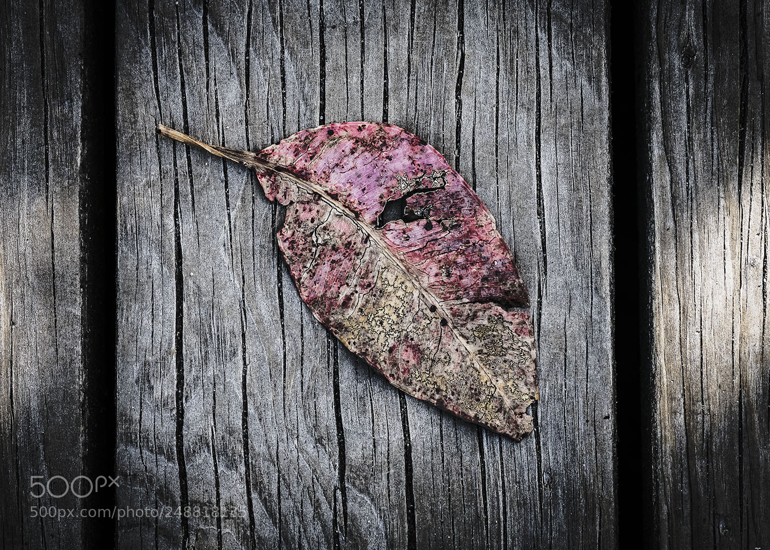 Nikon D850 sample photo. Autumn decay photography
