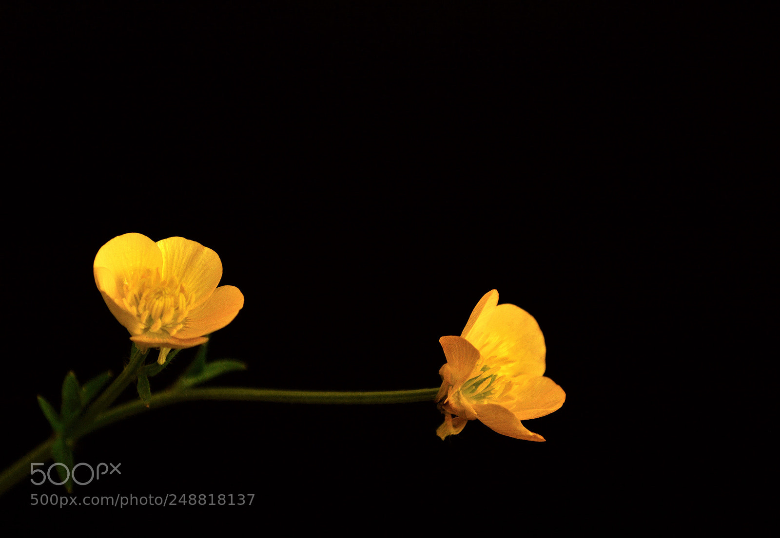 Nikon D3200 sample photo. Wildflowers photography