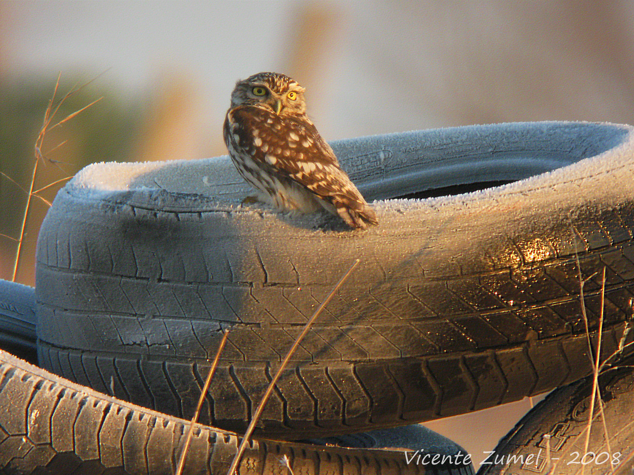 Canon PowerShot A590 IS sample photo. Mochuelo congelado photography