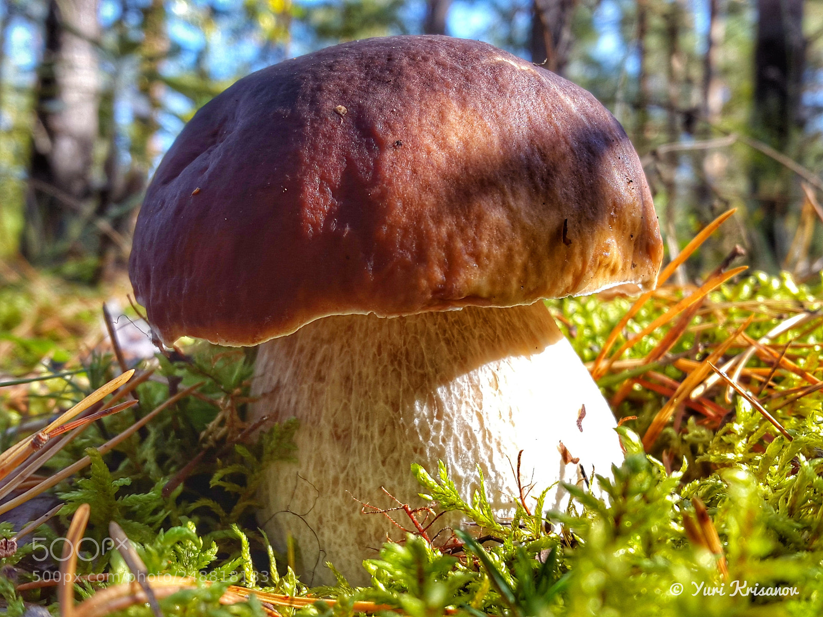 Samsung Galaxy Alpha sample photo. King of mushrooms photography