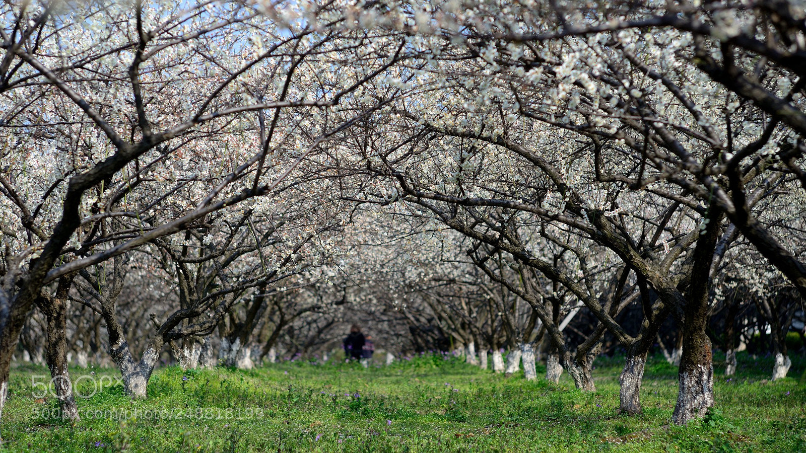 Nikon D600 sample photo. Wintersweet flowers land photography