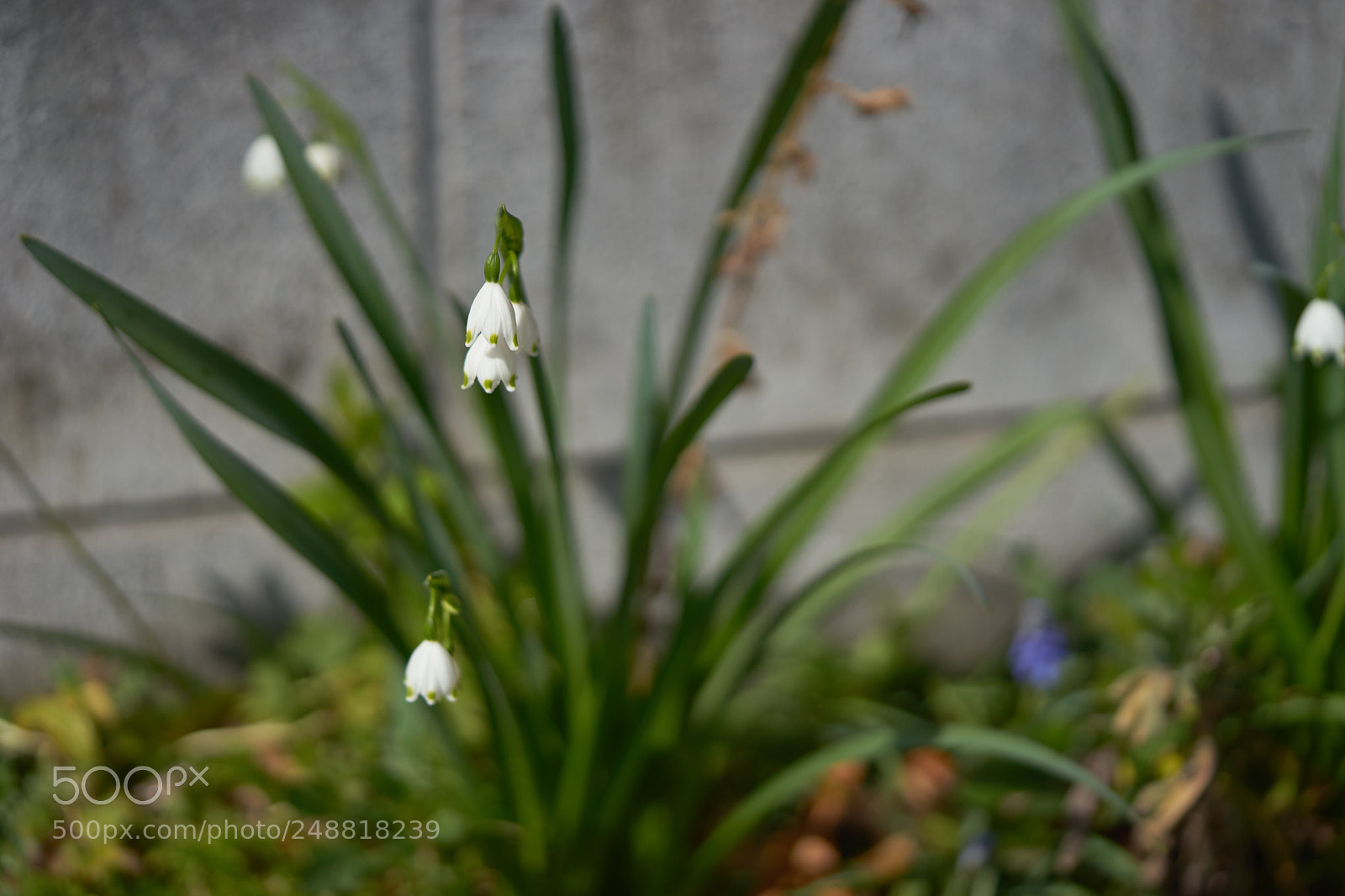 Sony a7 sample photo. Flowers 6190 photography