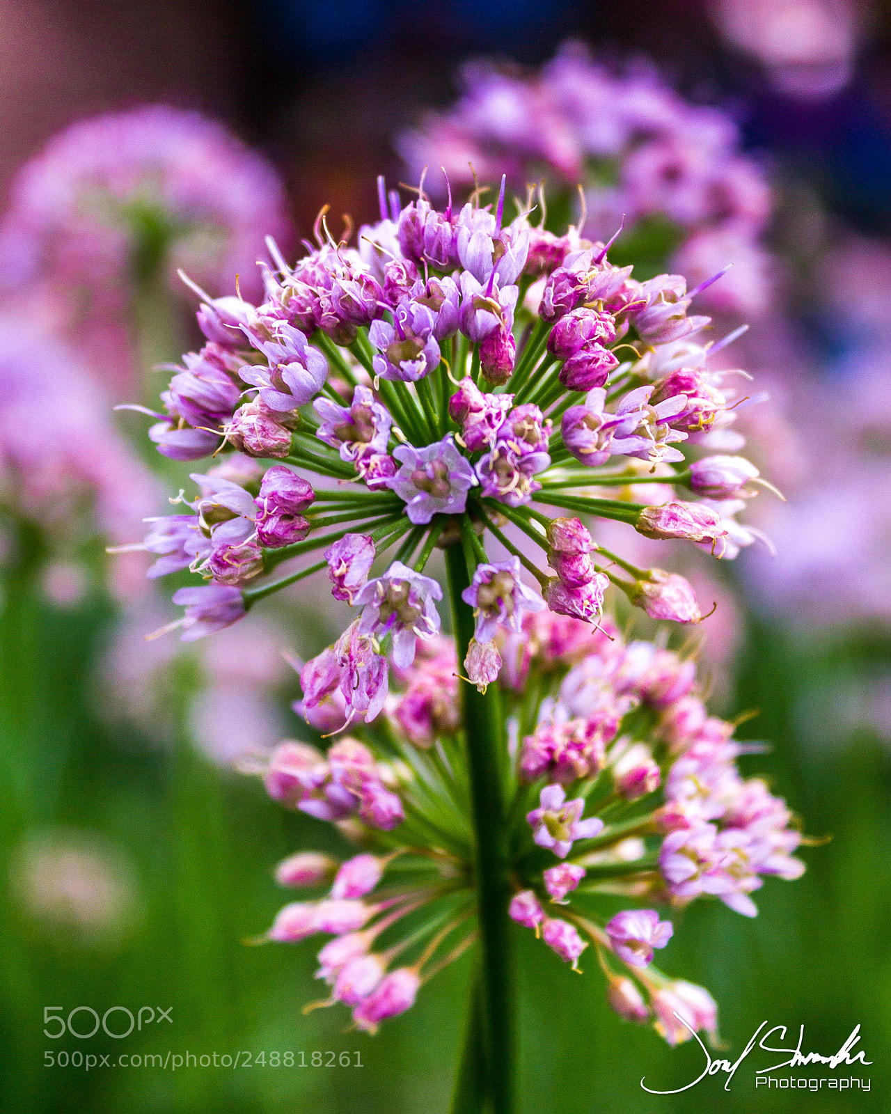 Canon EOS 600D (Rebel EOS T3i / EOS Kiss X5) sample photo. Macro flower photography