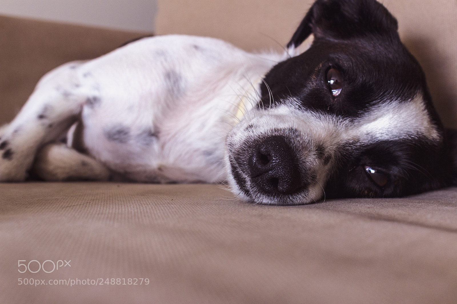 Canon EOS 600D (Rebel EOS T3i / EOS Kiss X5) sample photo. My cute dog photography