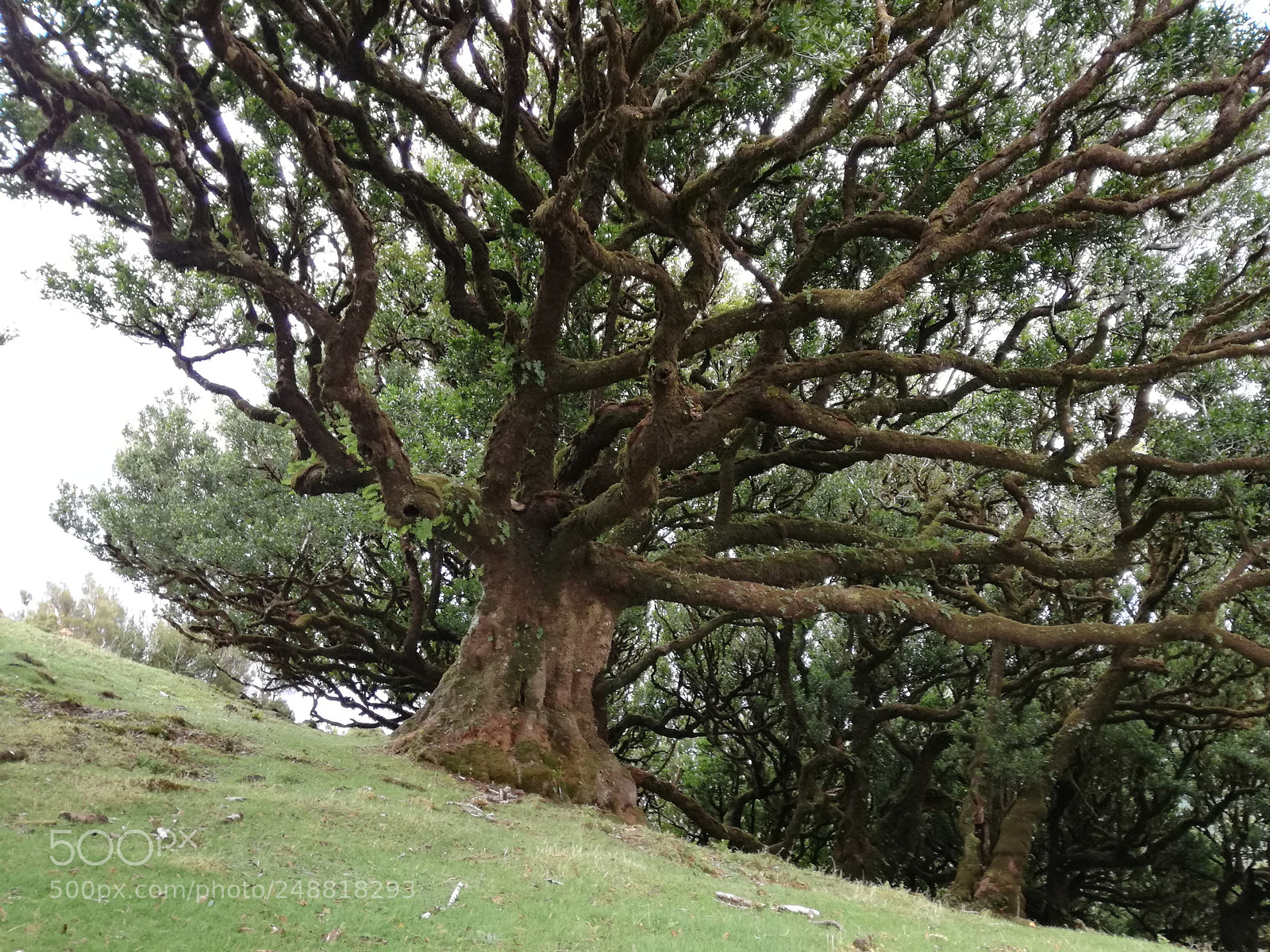HUAWEI P9 LITE sample photo. Old tree photography