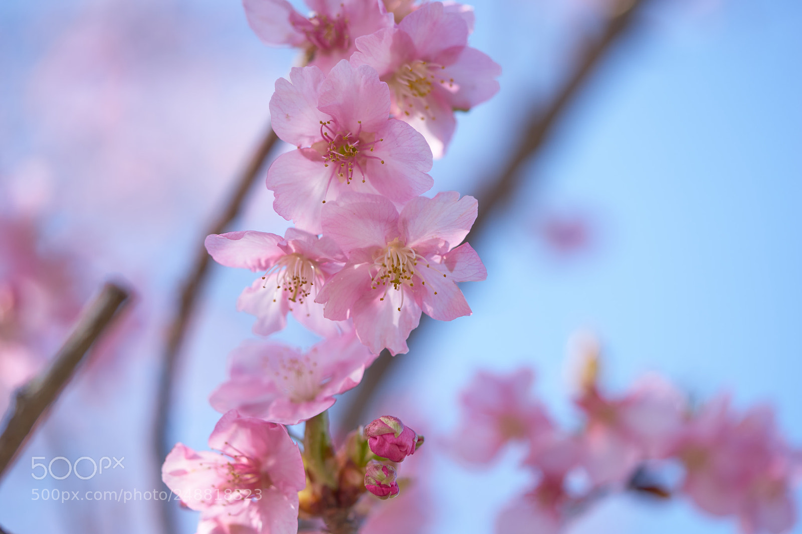 Sony a7 sample photo. Flowers 6191 photography