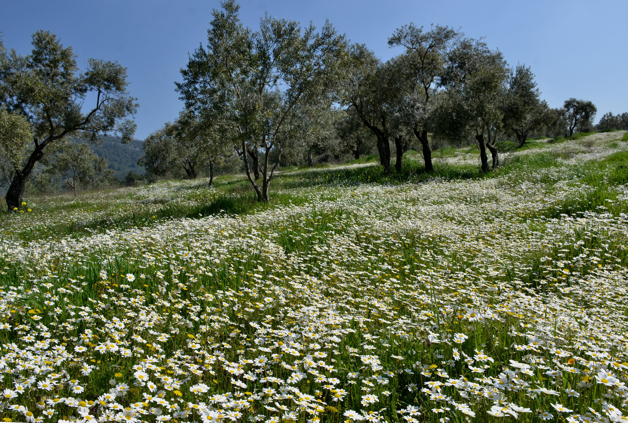 Nikon D3100 sample photo. Spring started in izmir photography