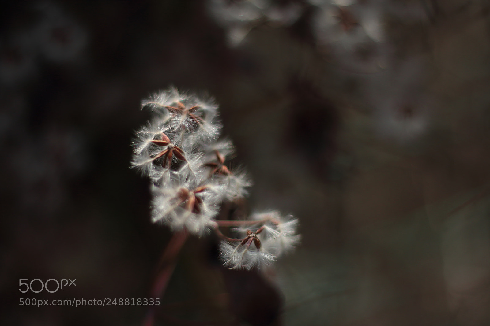 Canon EOS 70D + Canon EF 50mm F1.8 STM sample photo. Seeds photography