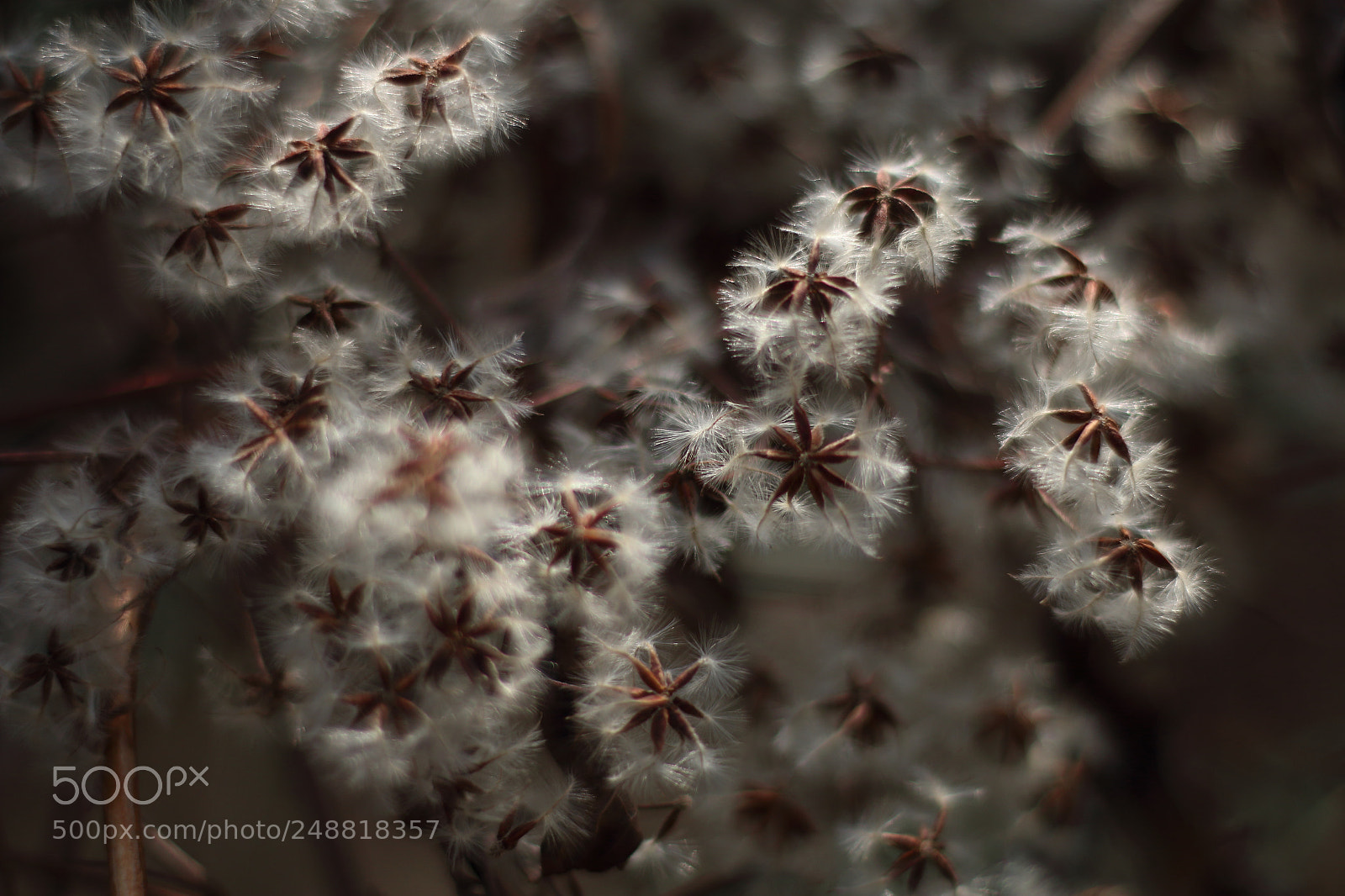 Canon EOS 70D + Canon EF 50mm F1.8 STM sample photo. Seeds photography