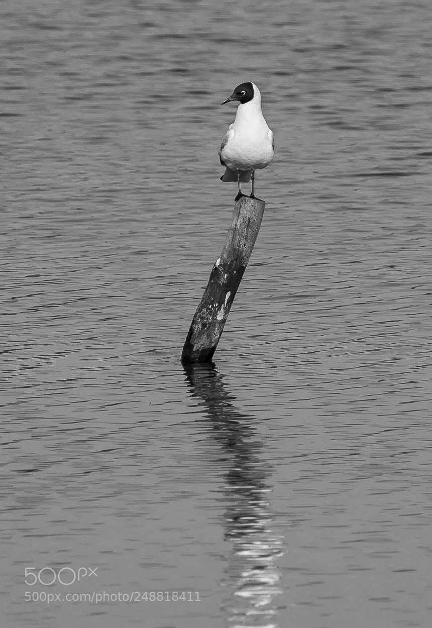 Nikon D7100 sample photo. Black &white photography