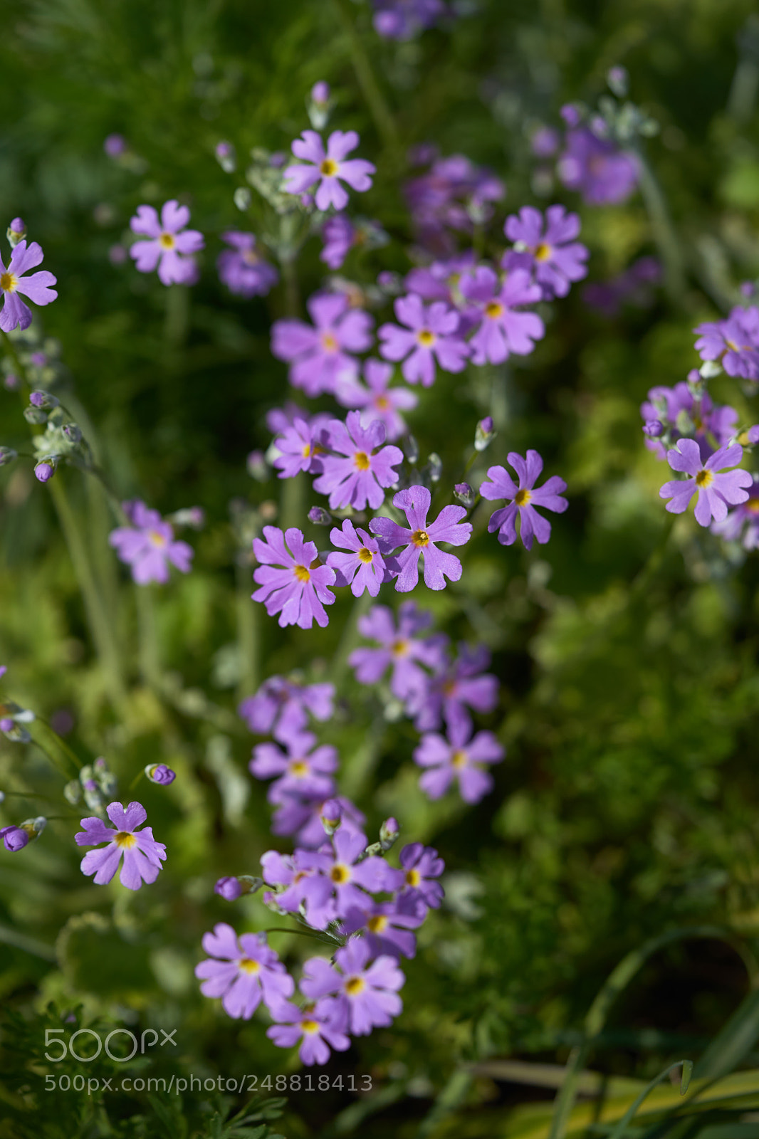Sony a7 sample photo. Flowers 6192 photography