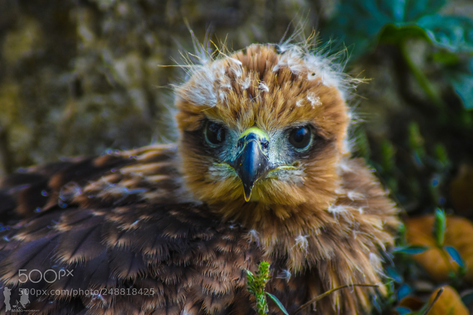 Nikon D7200 sample photo. Born to be a photography