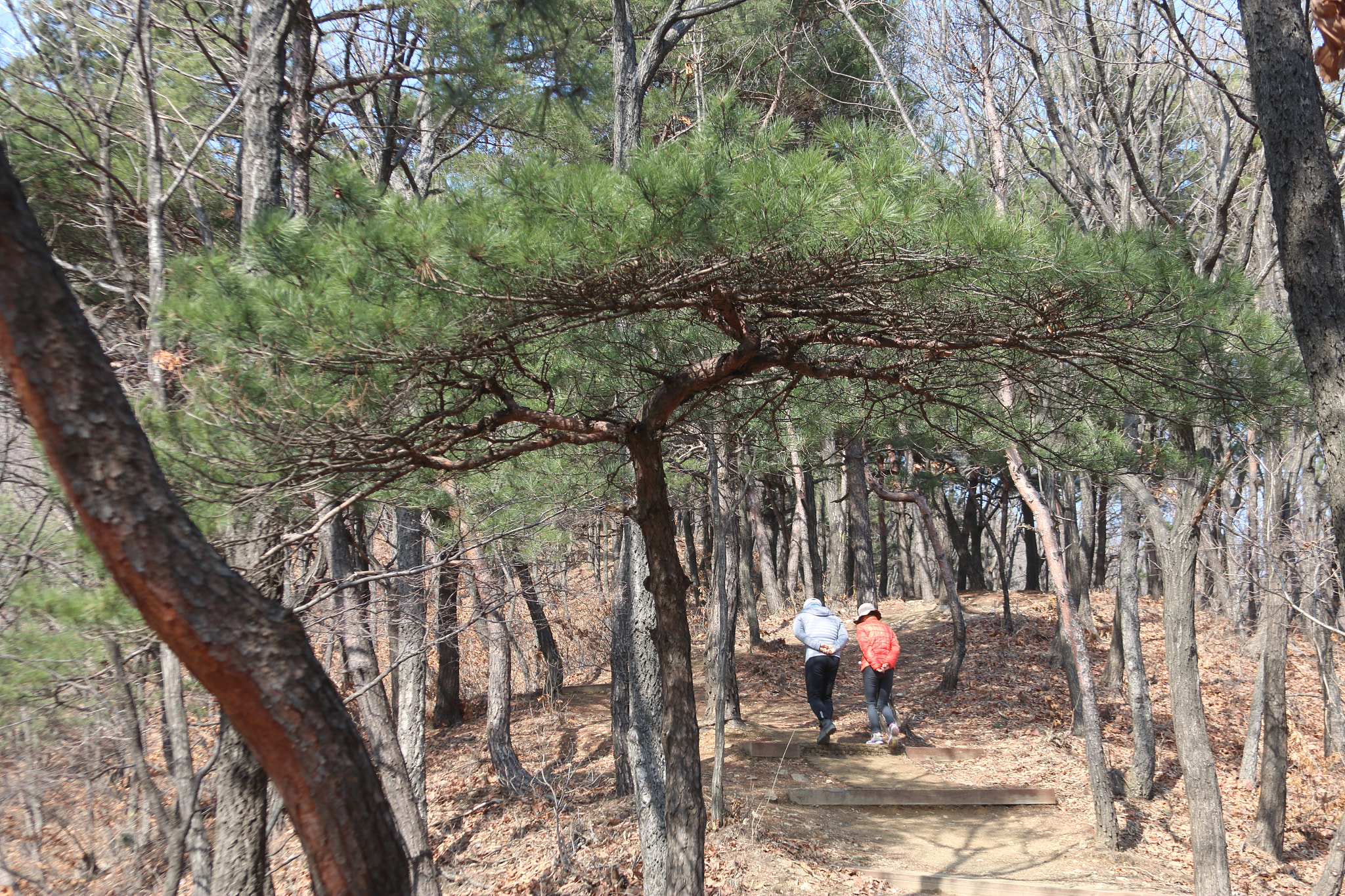 Canon EF 28-135mm F3.5-5.6 IS USM sample photo. A path up a mountain photography