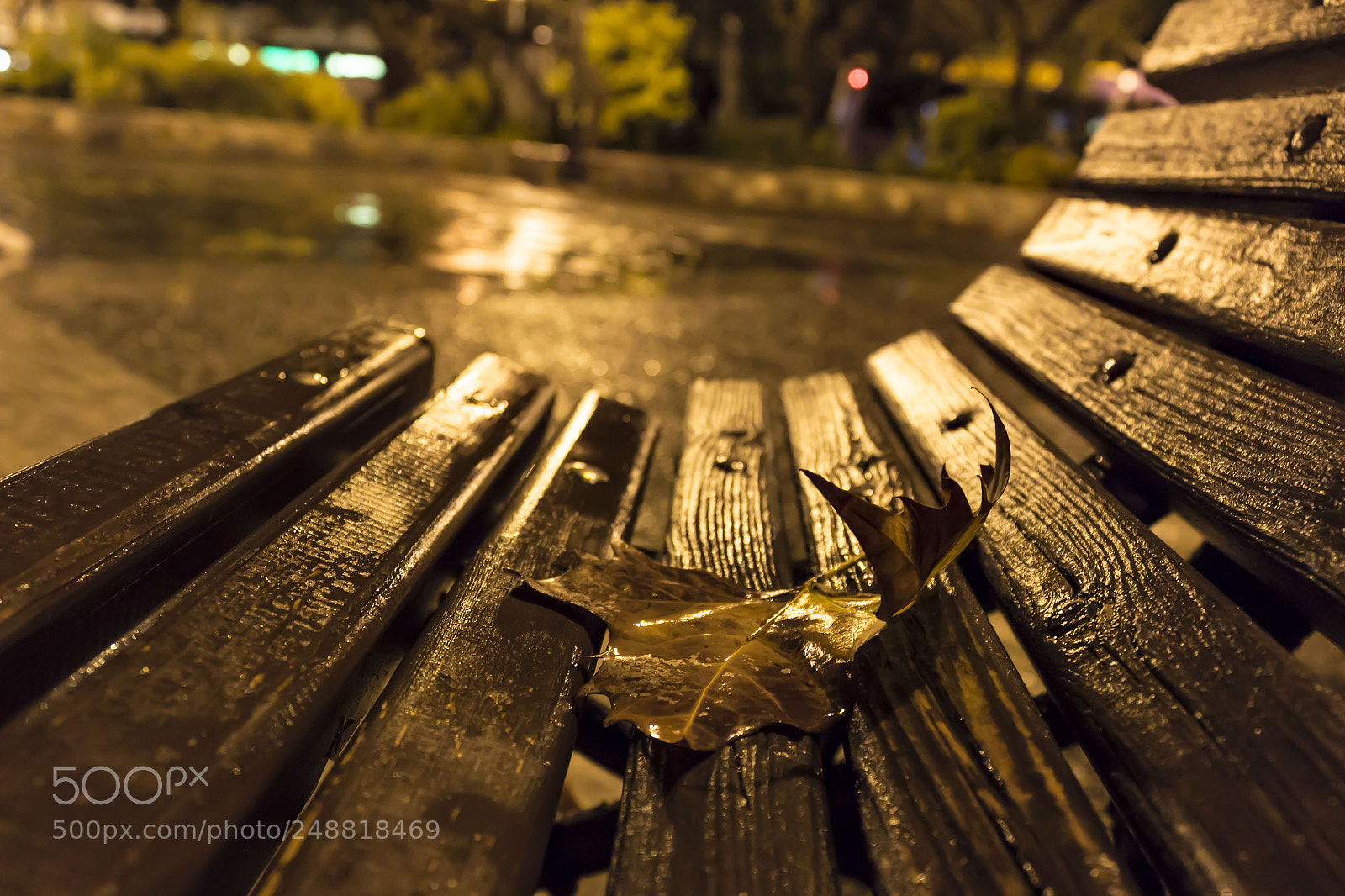 Canon EOS 600D (Rebel EOS T3i / EOS Kiss X5) sample photo. Rainy leaf photography