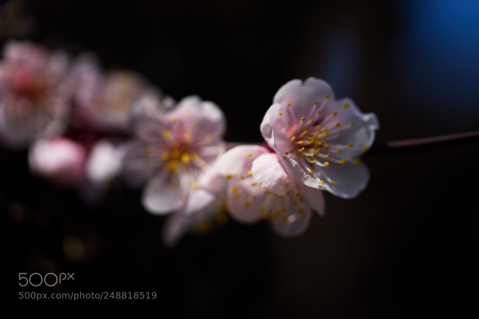 Sony a7 sample photo. Flowers 6193 photography
