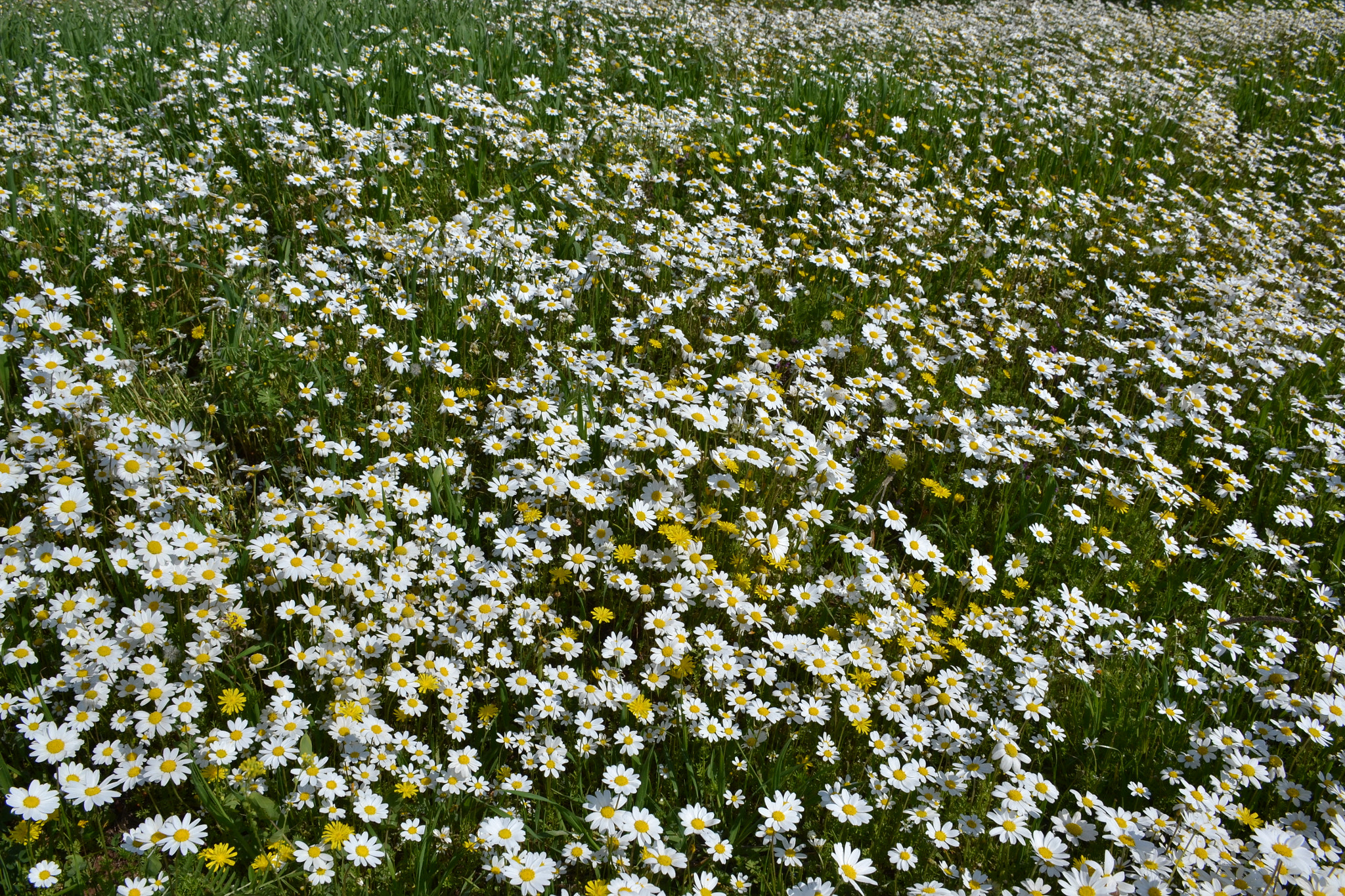 Nikon D3100 sample photo. Daisies-2 photography