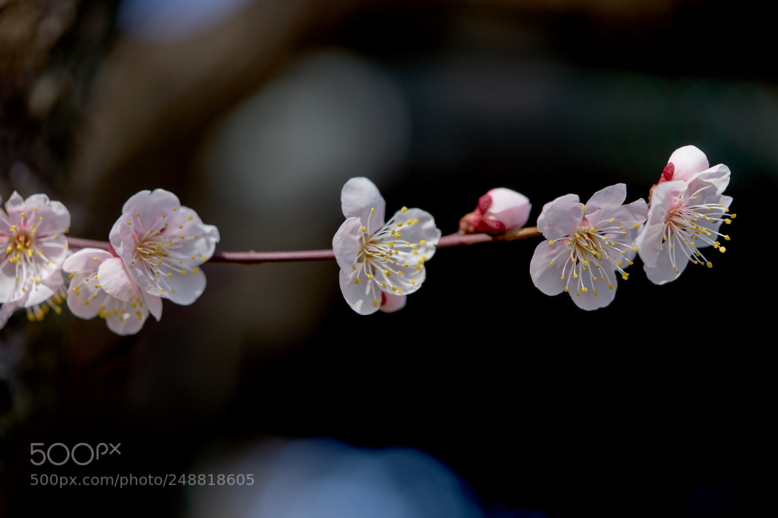 Sony a7 sample photo. Flowers 6194 photography