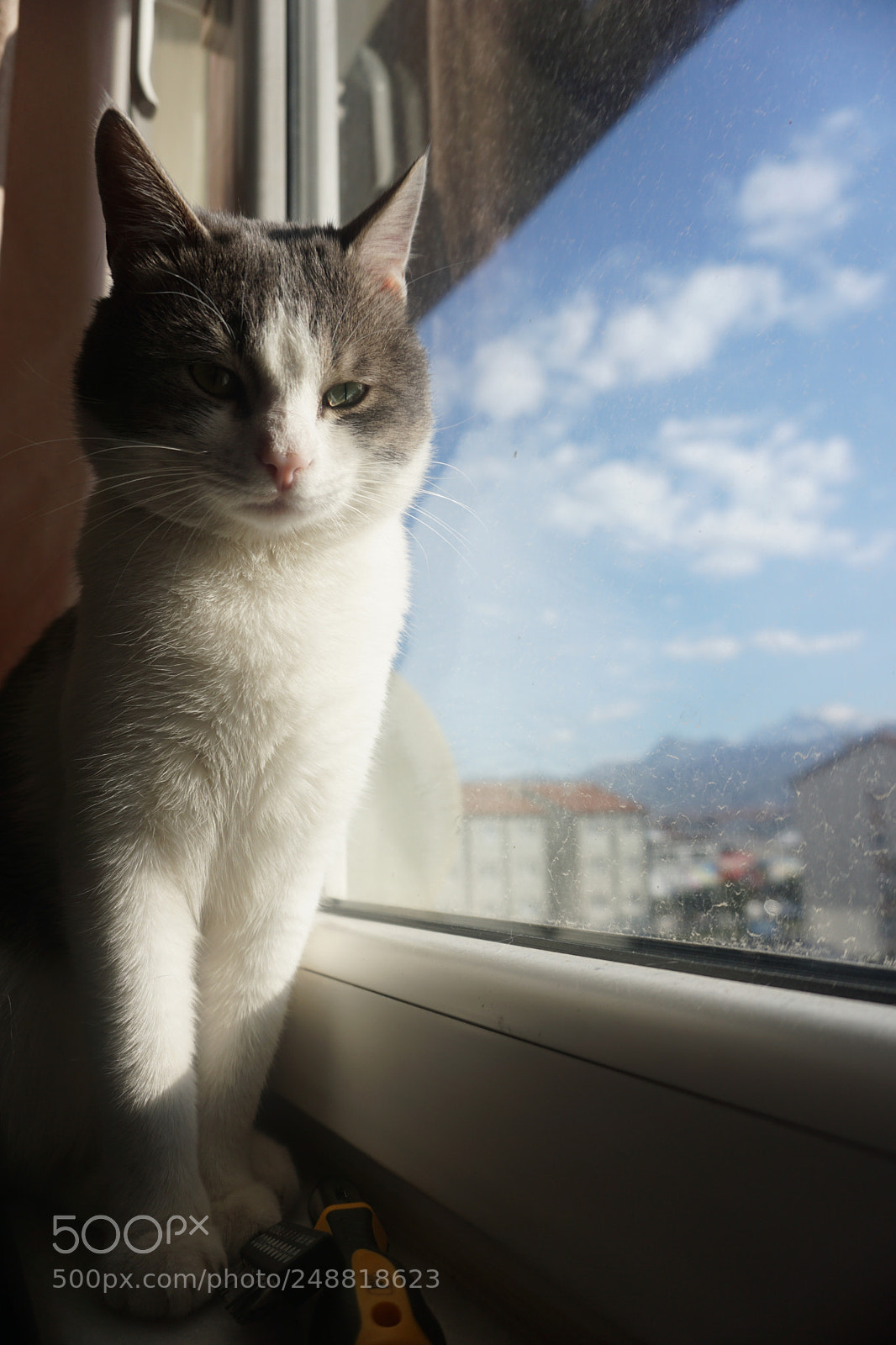 Sony a6000 sample photo. My cat photography