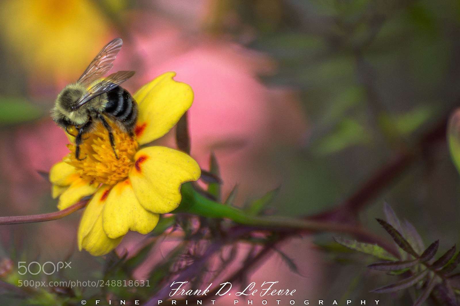 Nikon D3200 sample photo. "c'mon, spring!" (2017) photography