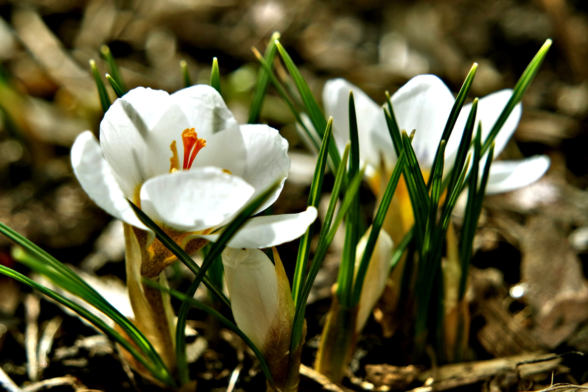 Samsung NX3300 sample photo. Springtime.... photography